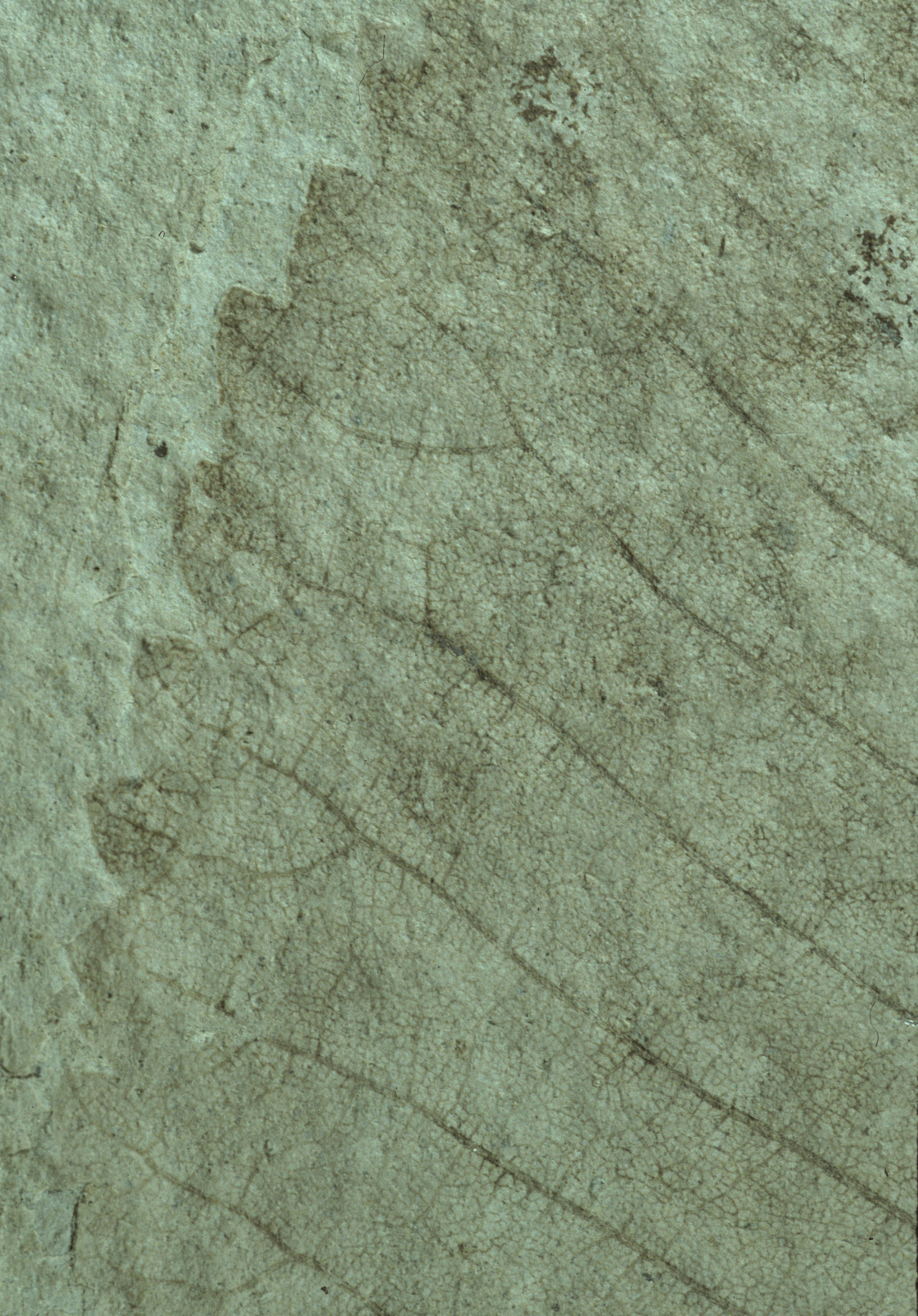 Sample 1 Image
