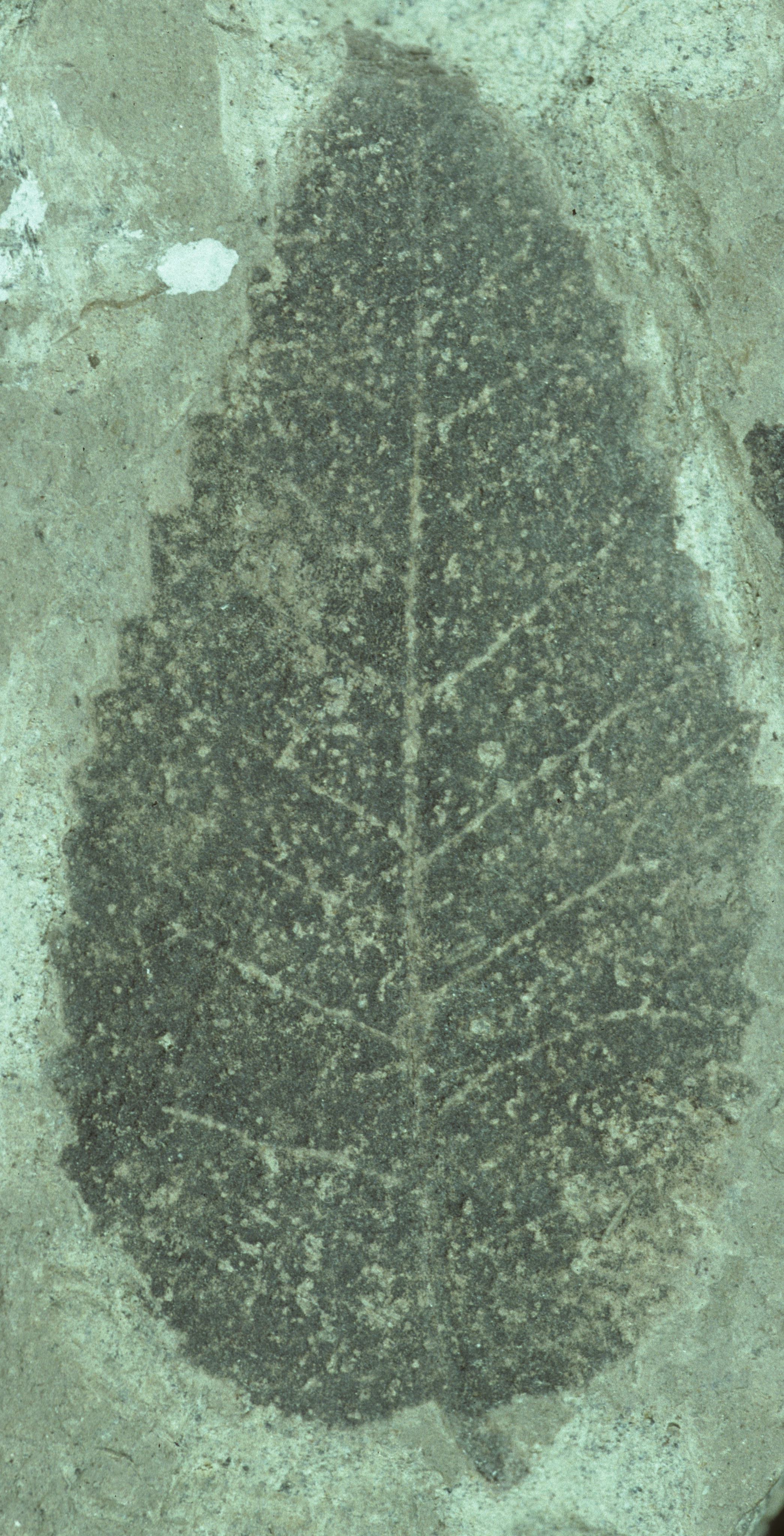 Fossil Image