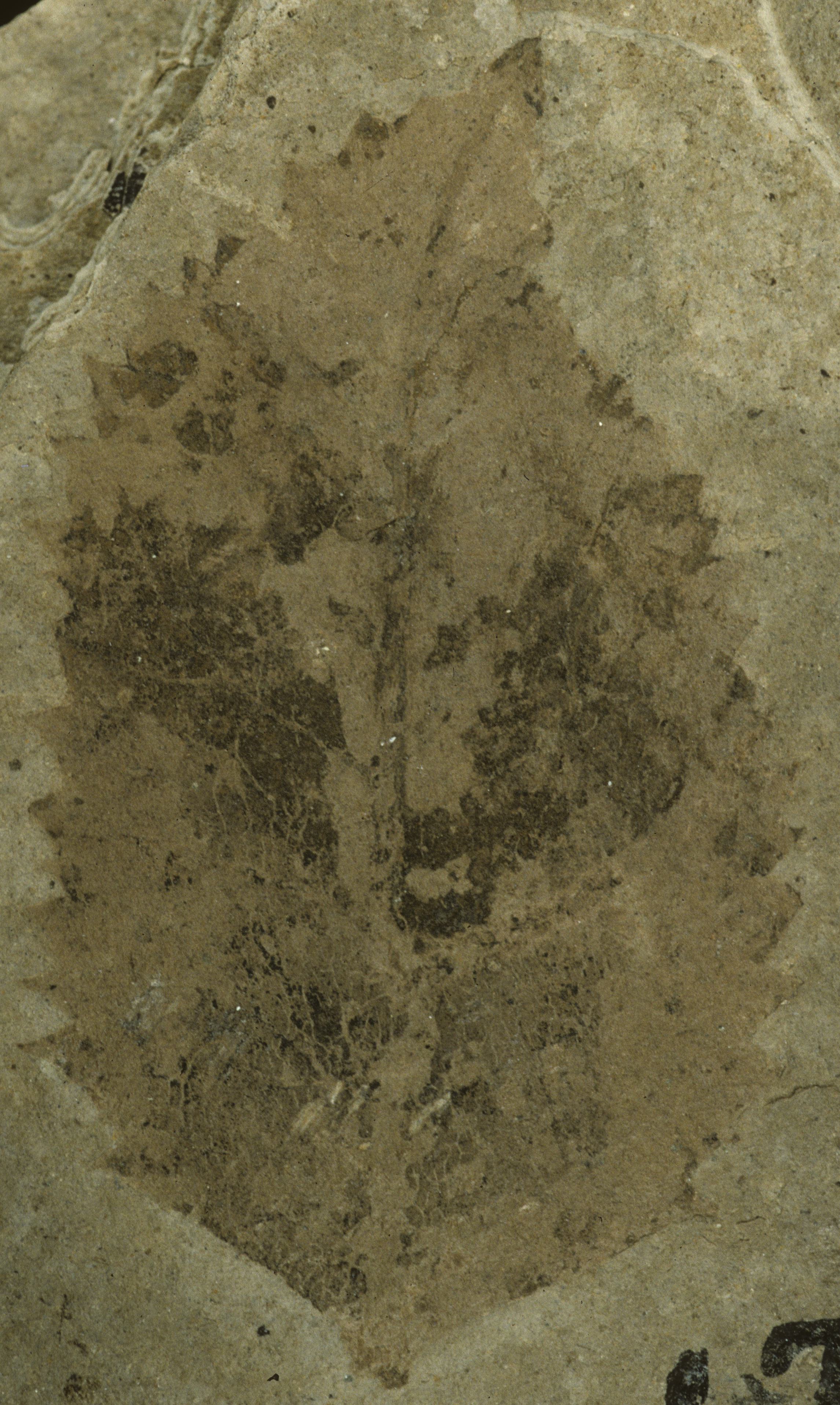 Fossil Image