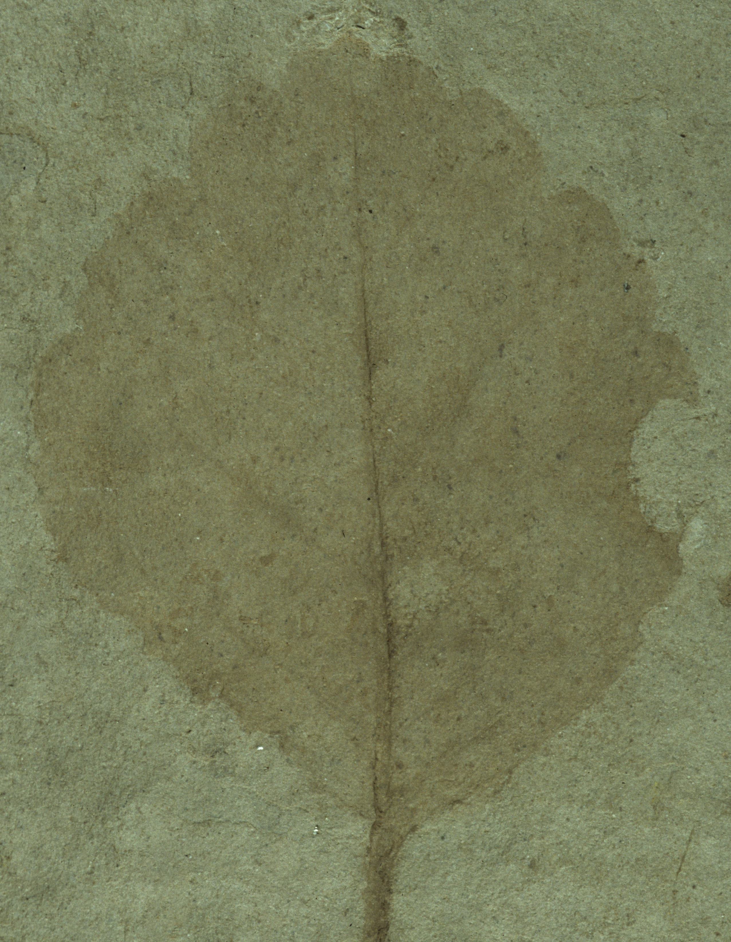 Fossil Image