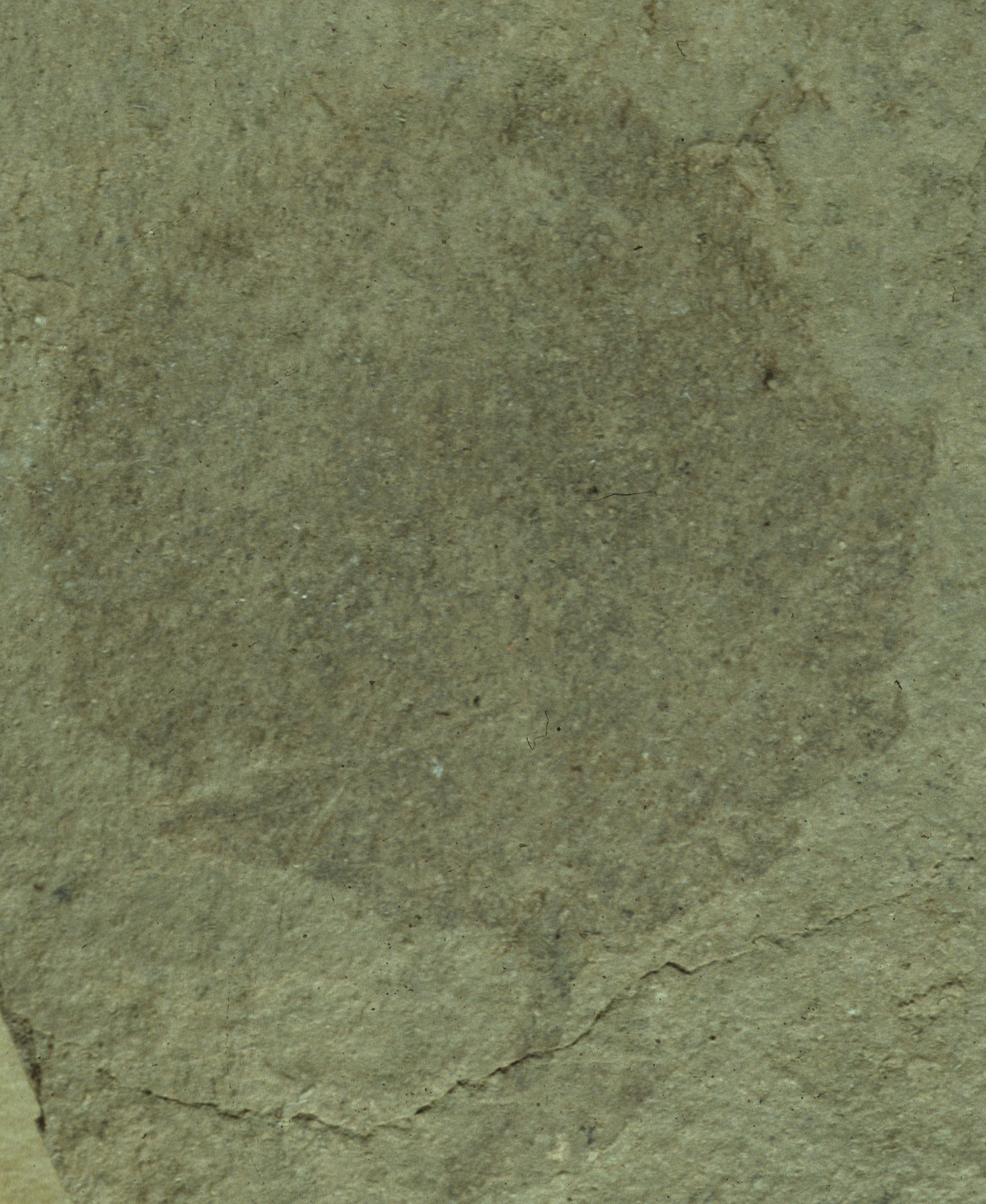 Fossil Image