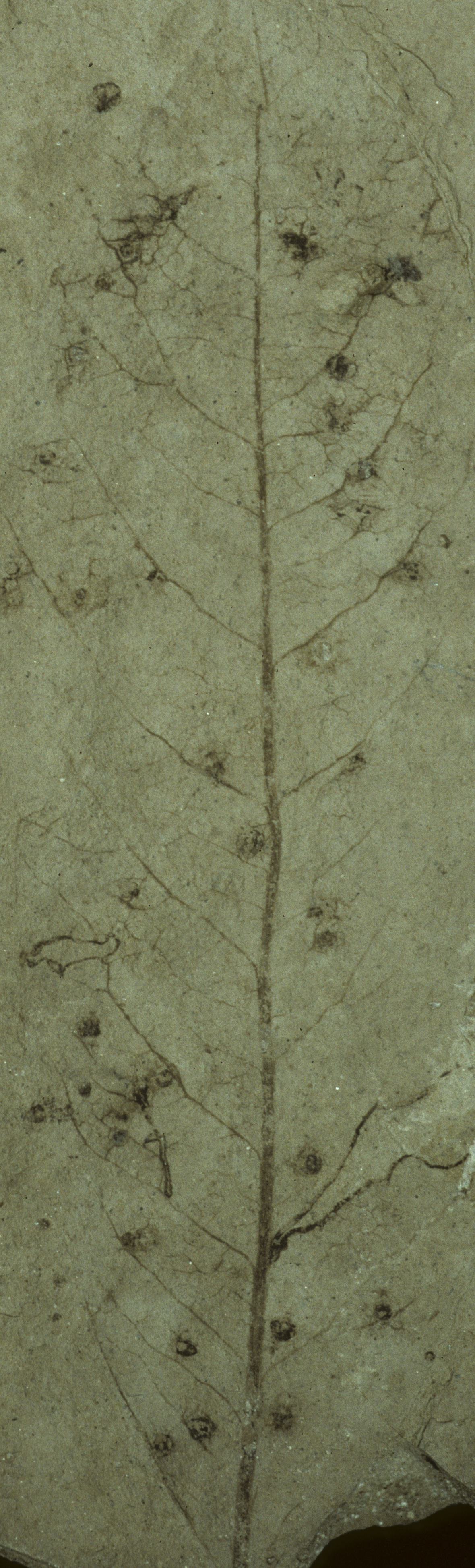 Sample 1 Image