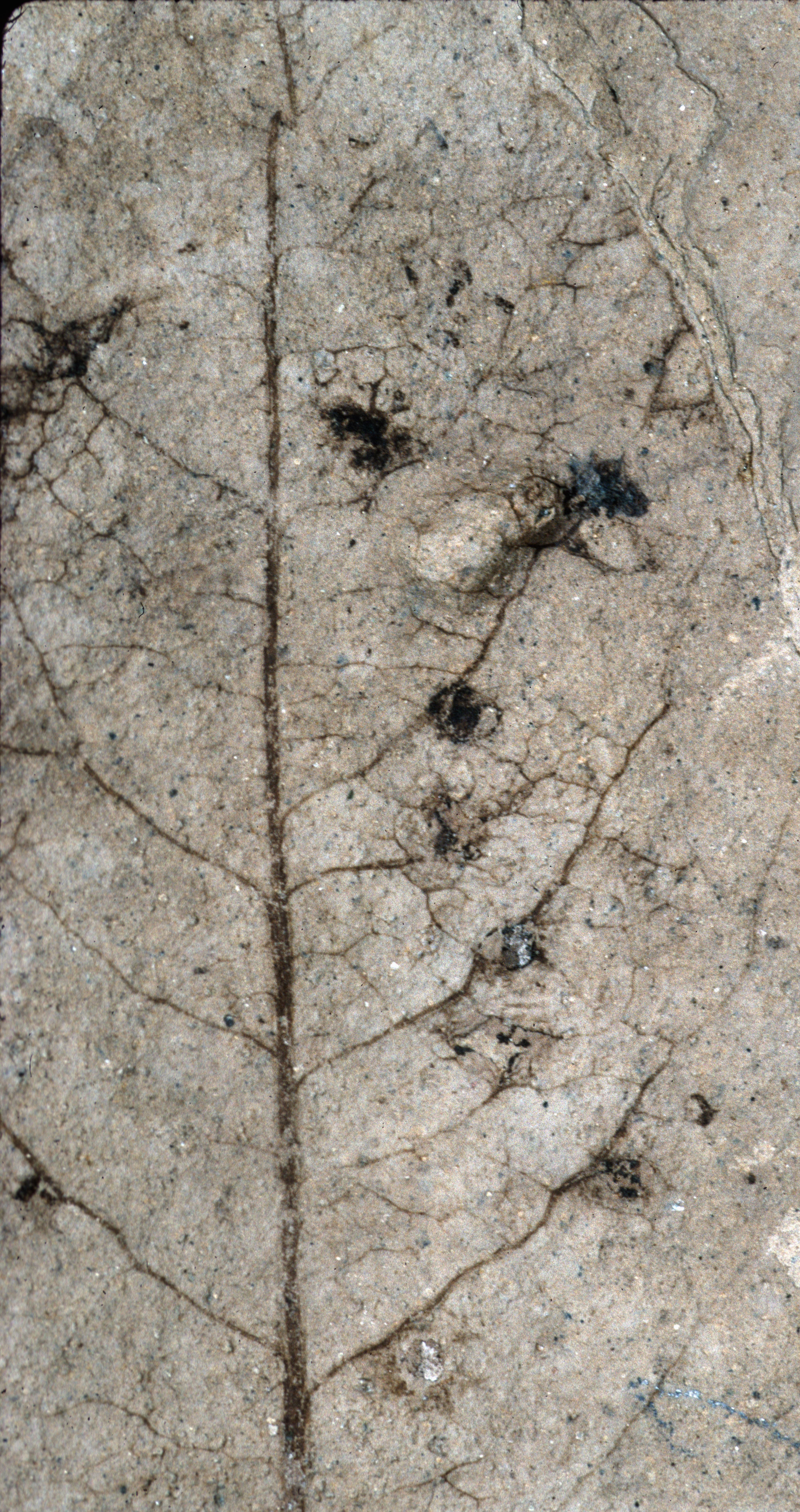 Sample 1 Image