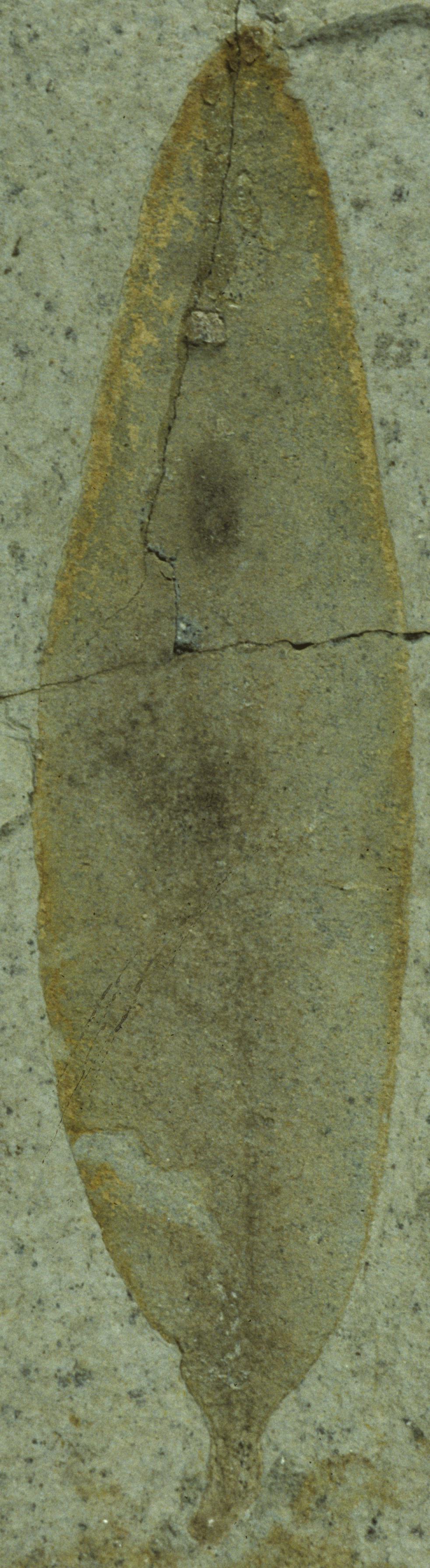 Fossil Image