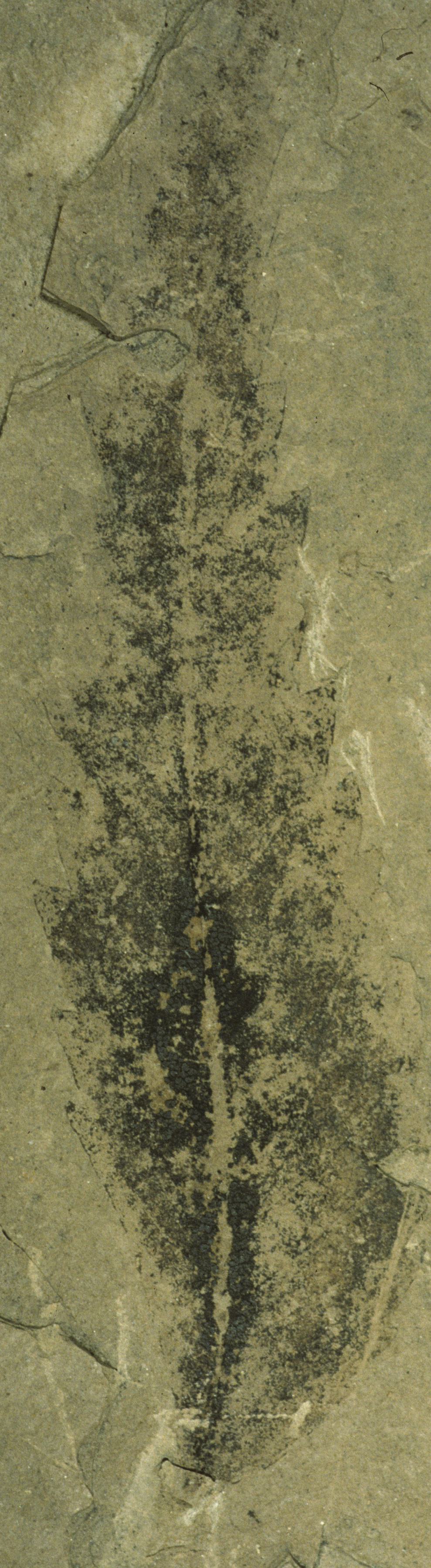 Fossil Image