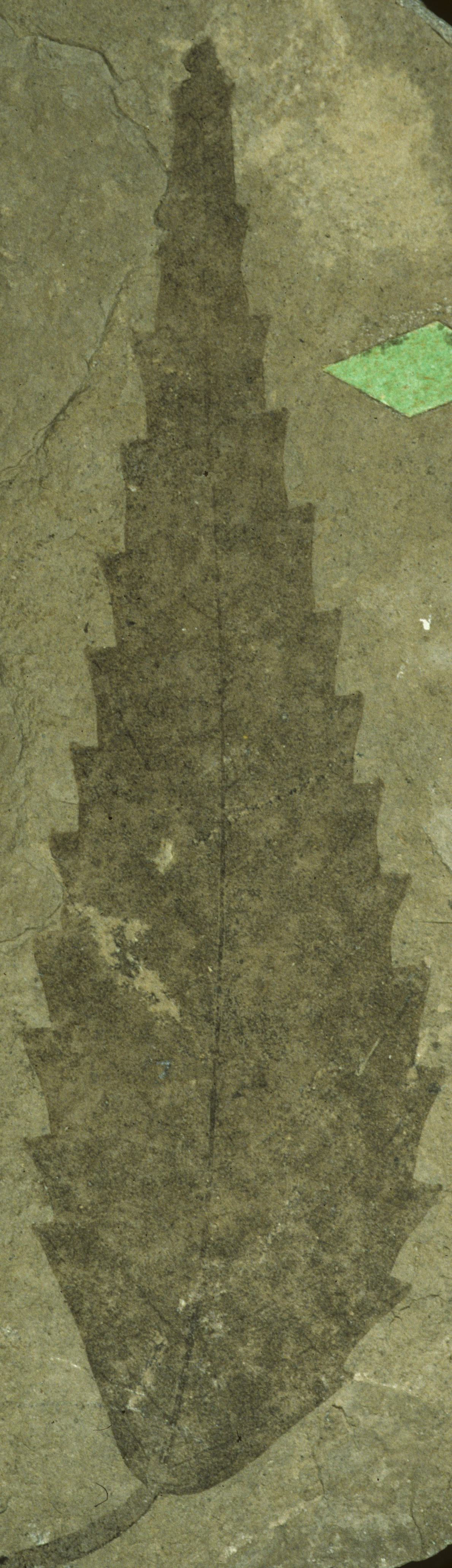 Fossil Image
