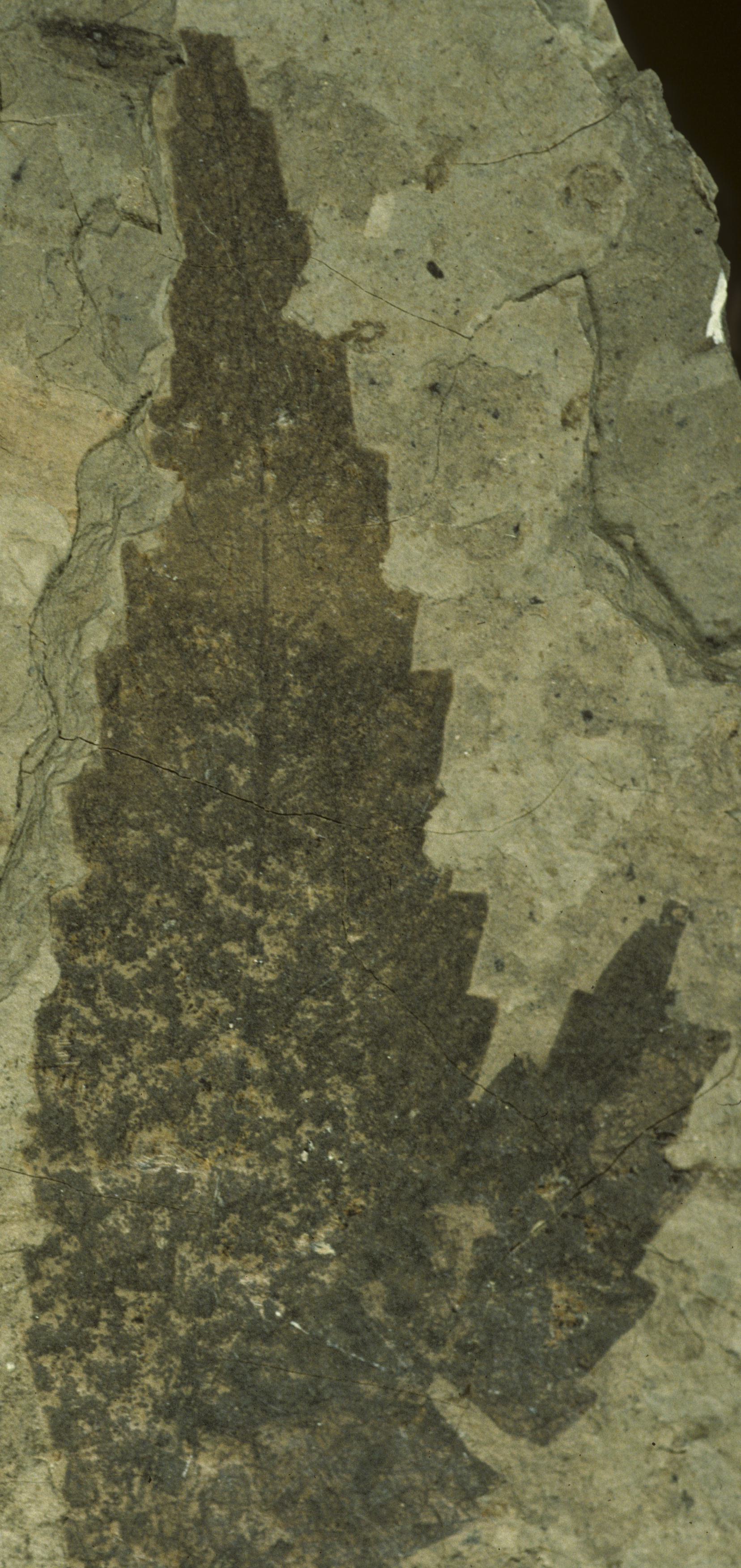 Fossil Image