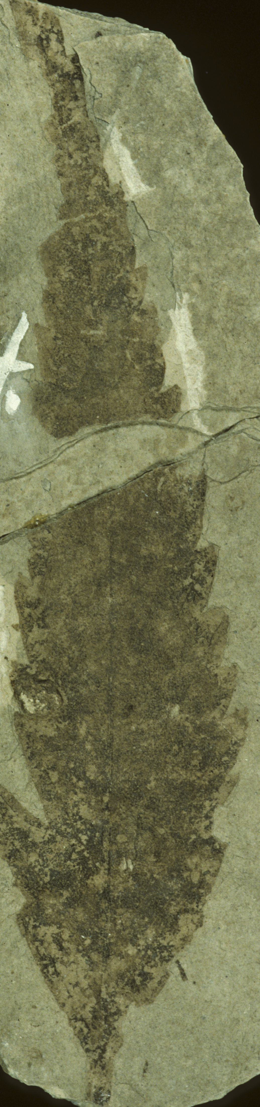 Fossil Image