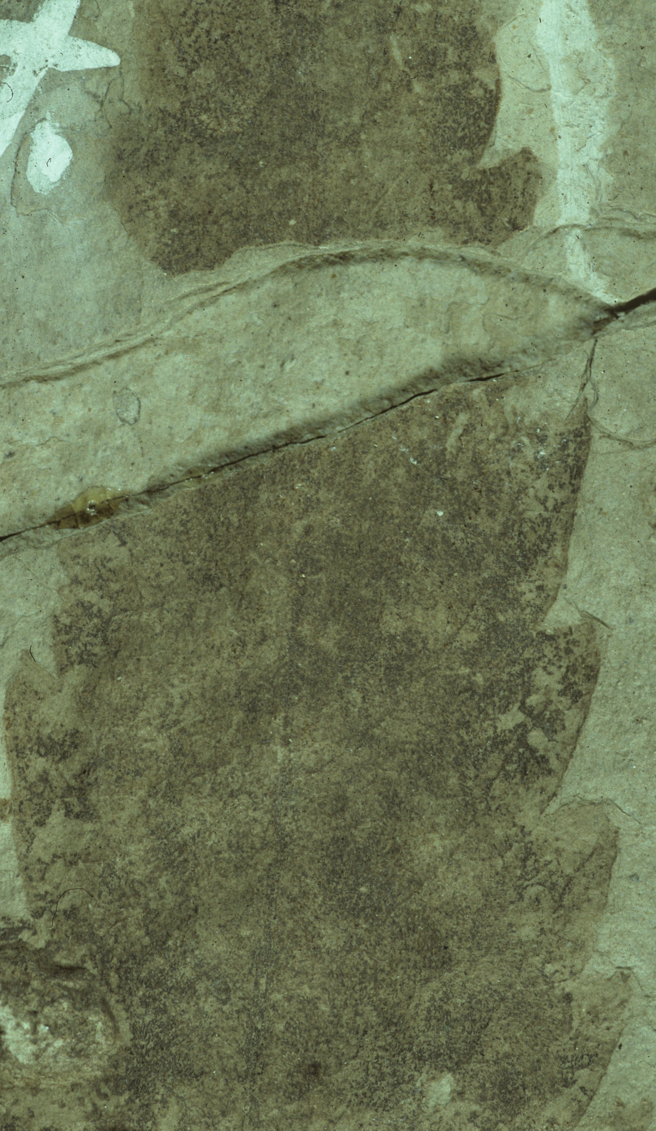 Sample 1 Image