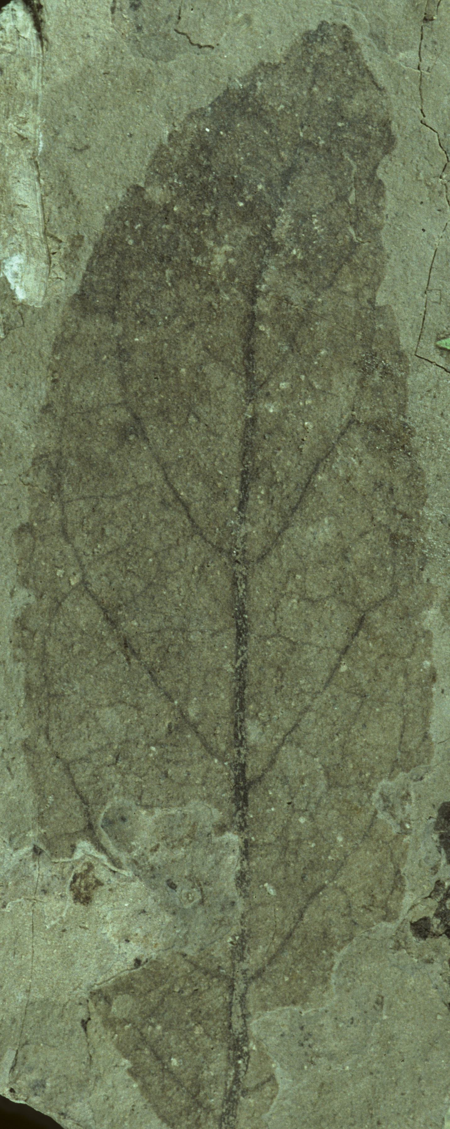 Fossil Image