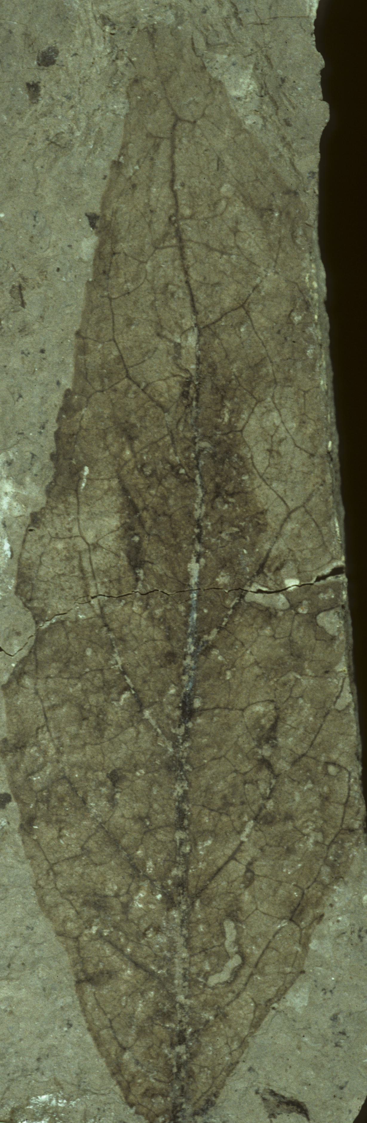Fossil Image