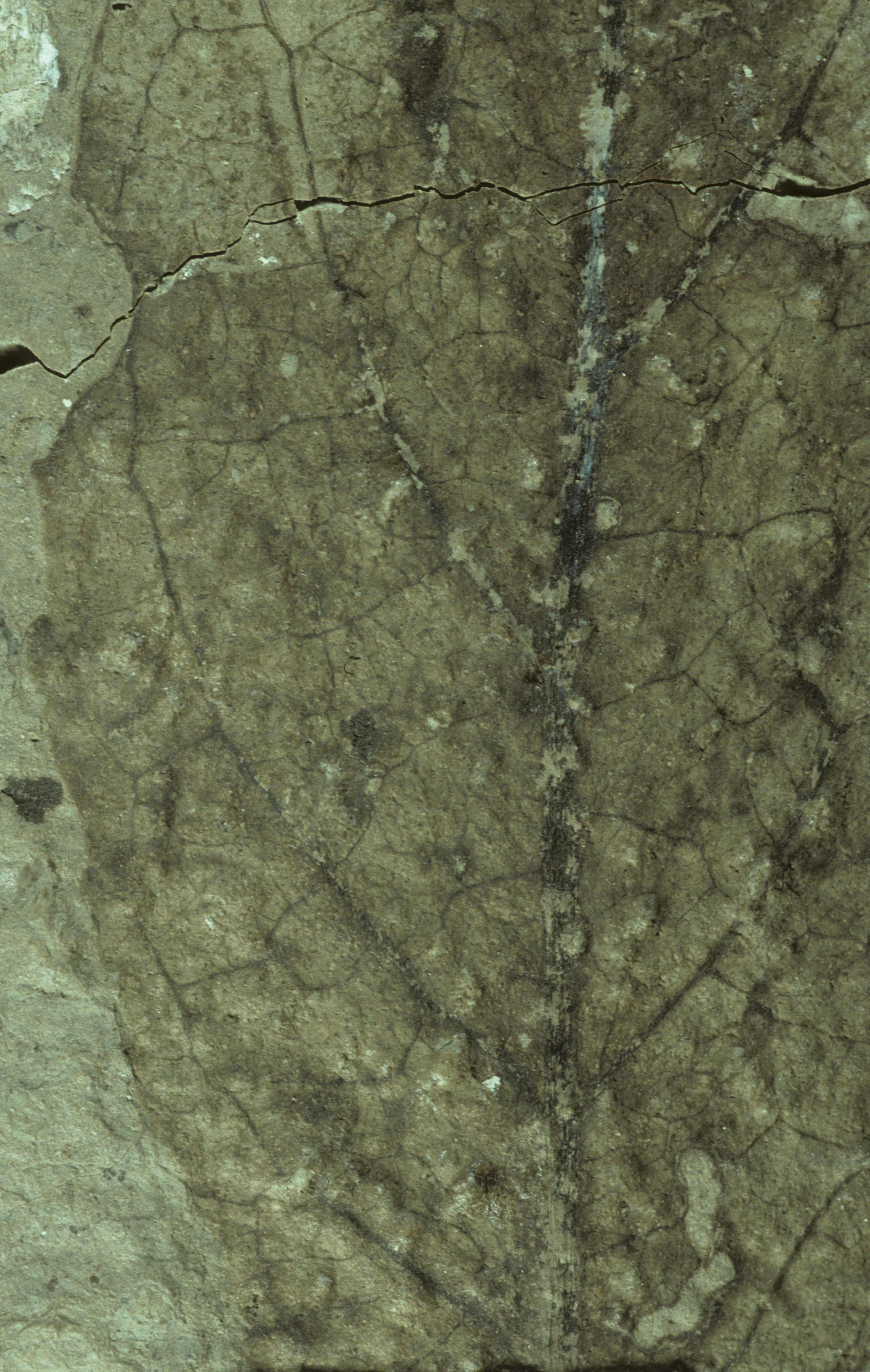 Sample 1 Image