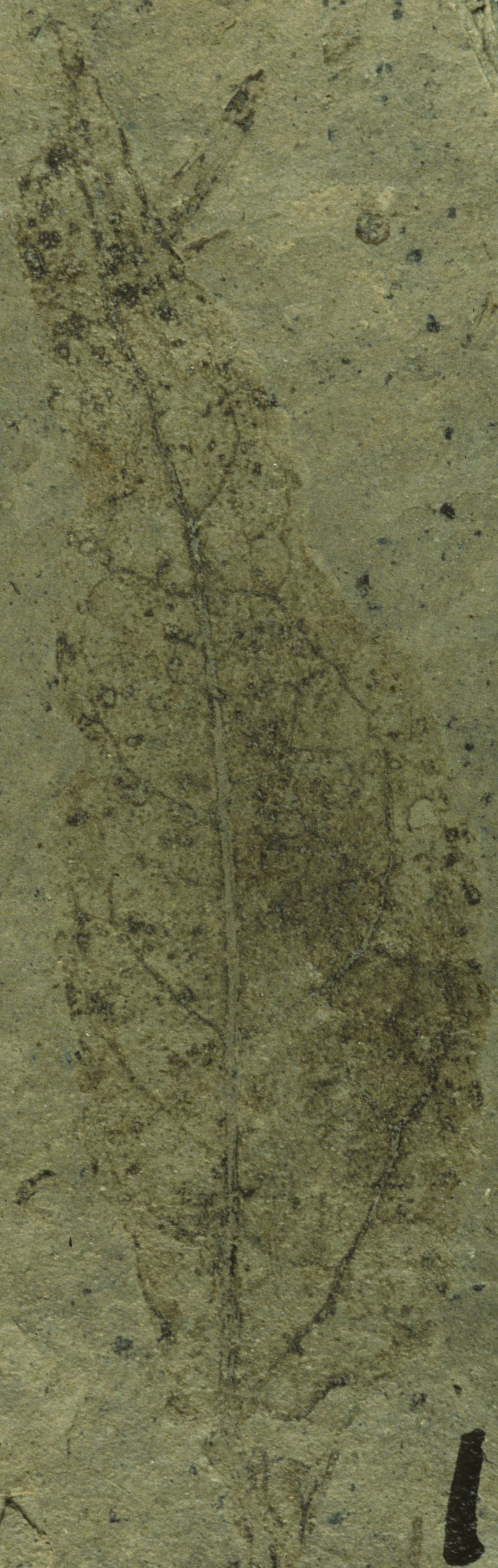 Fossil Image