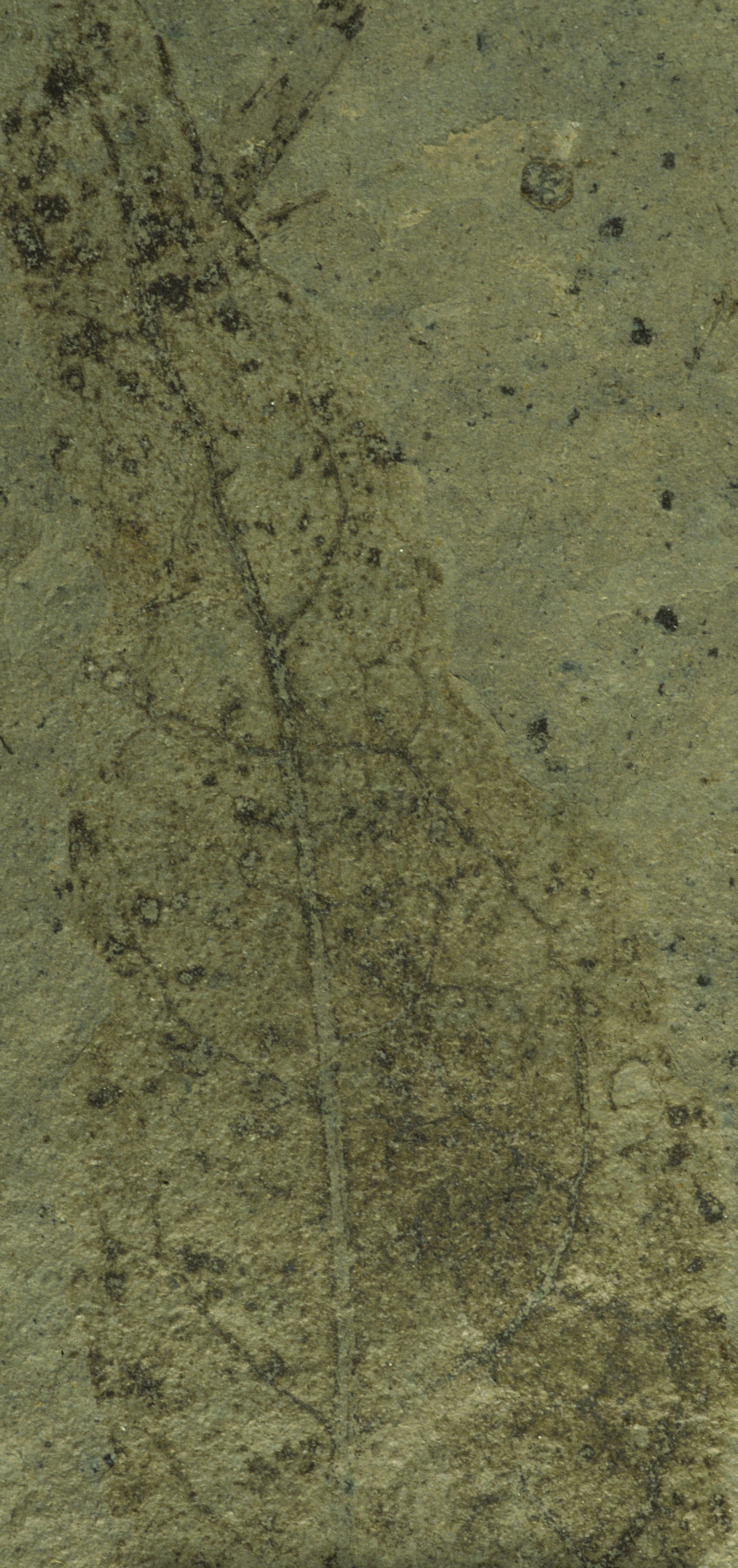 Sample 1 Image
