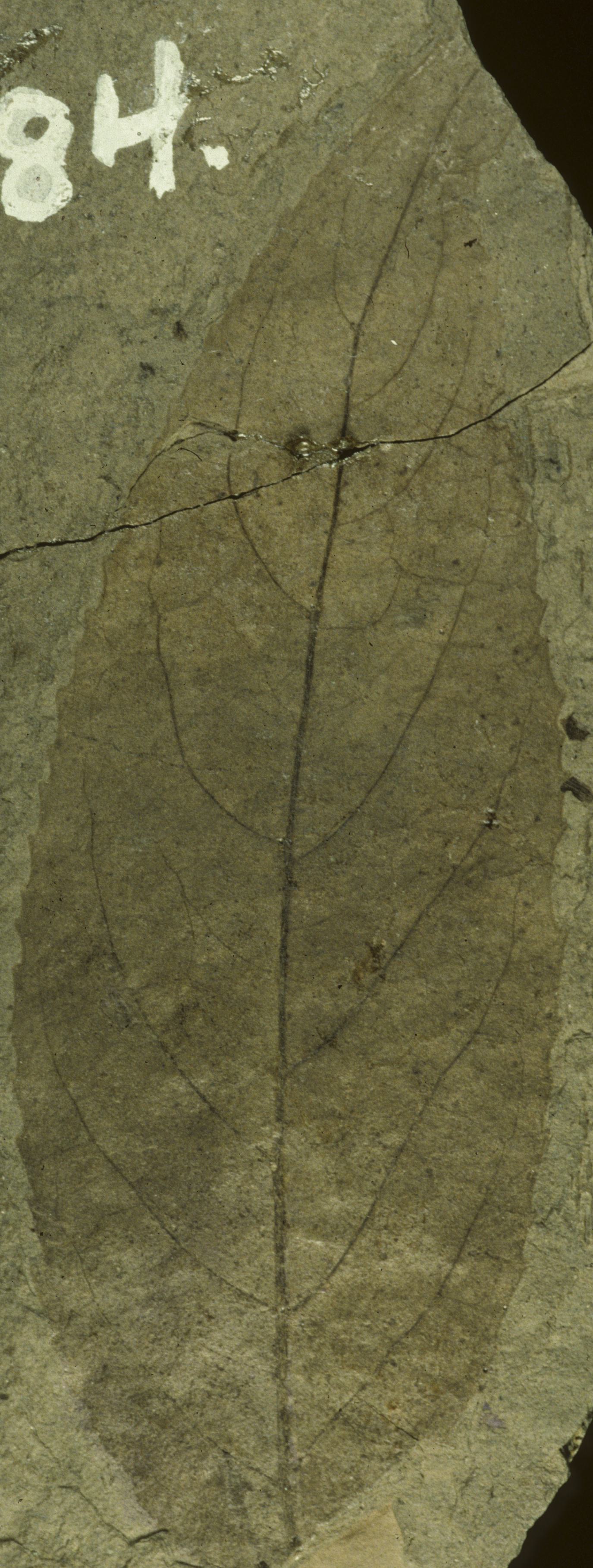 Fossil Image