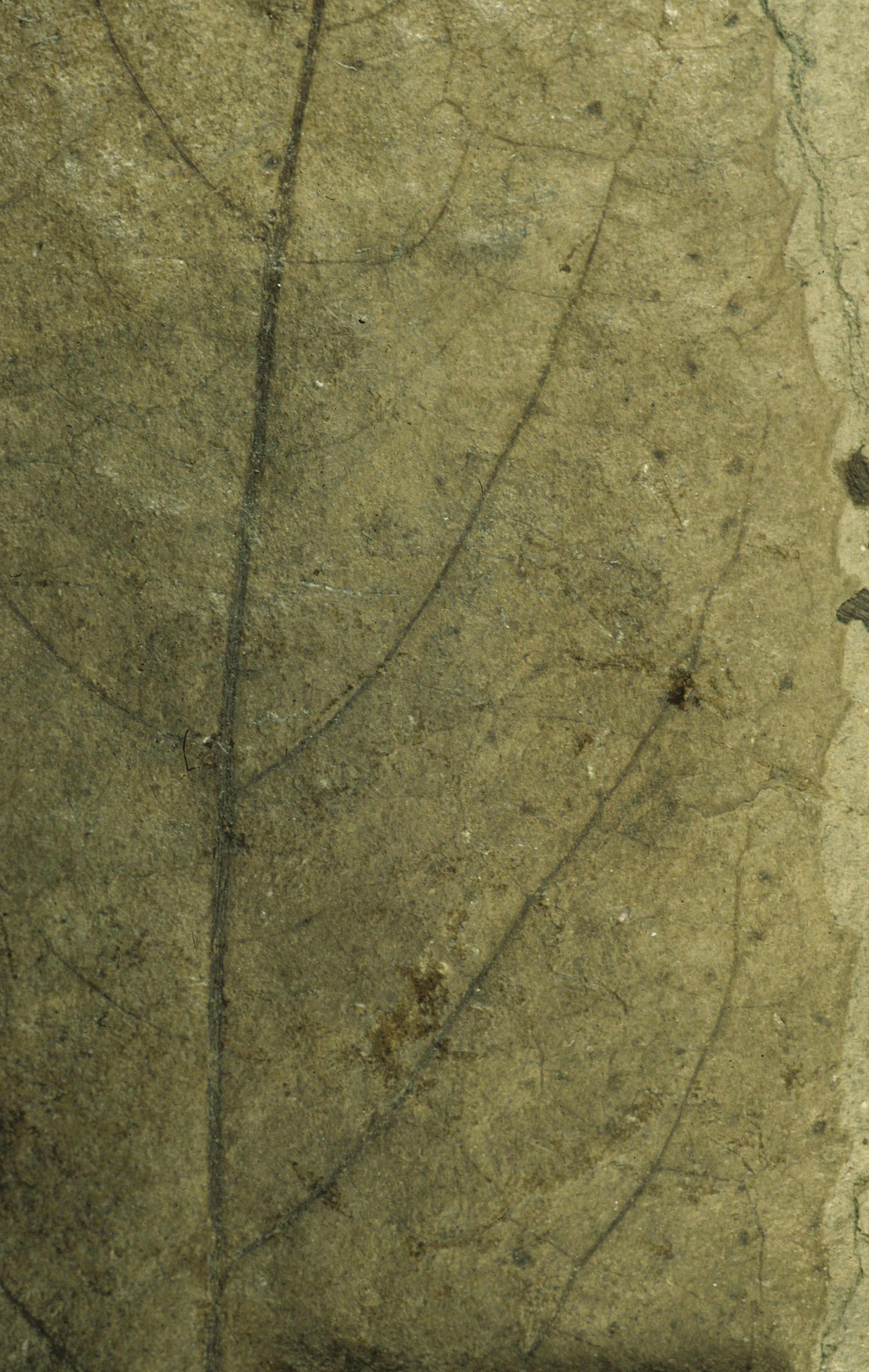 Sample 1 Image