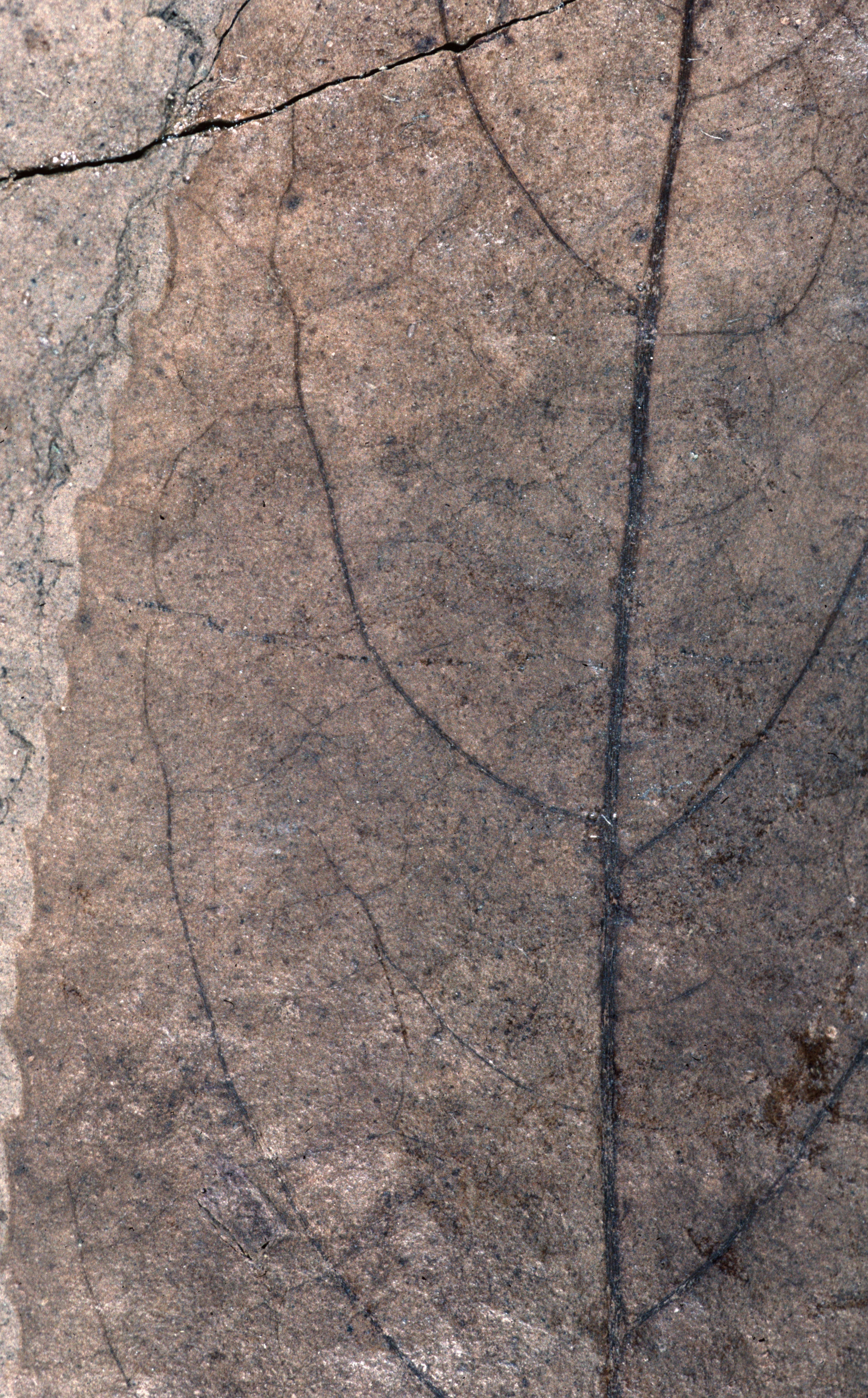Sample 1 Image