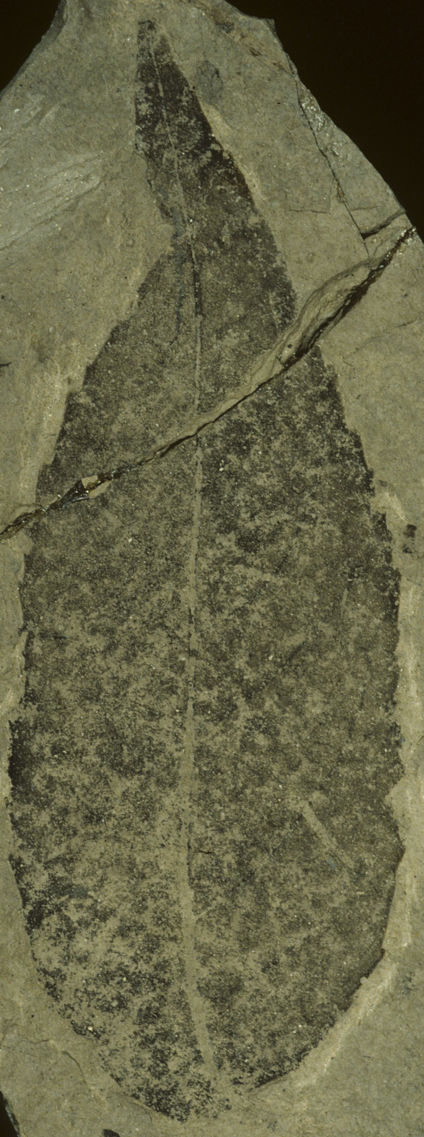 Fossil Image