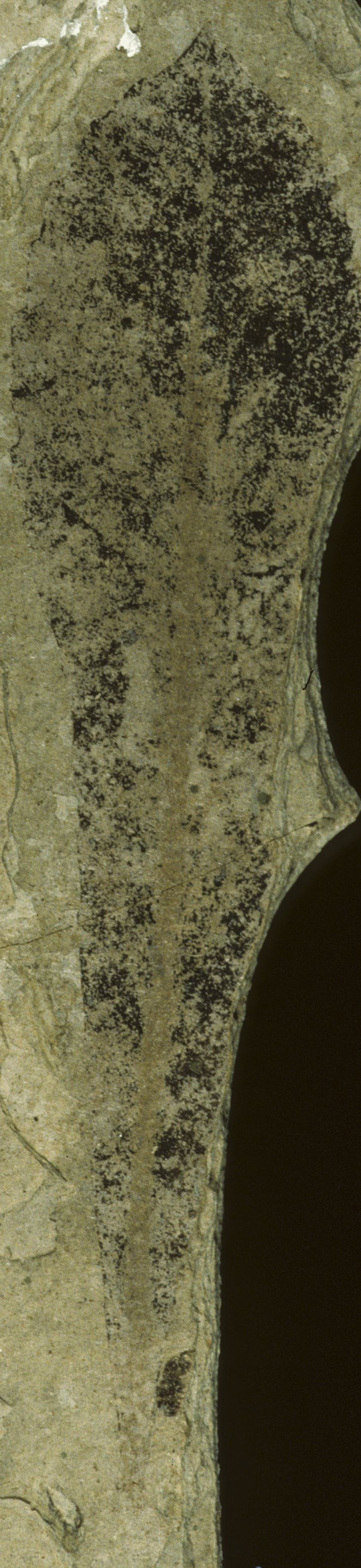 Sample 1 Image