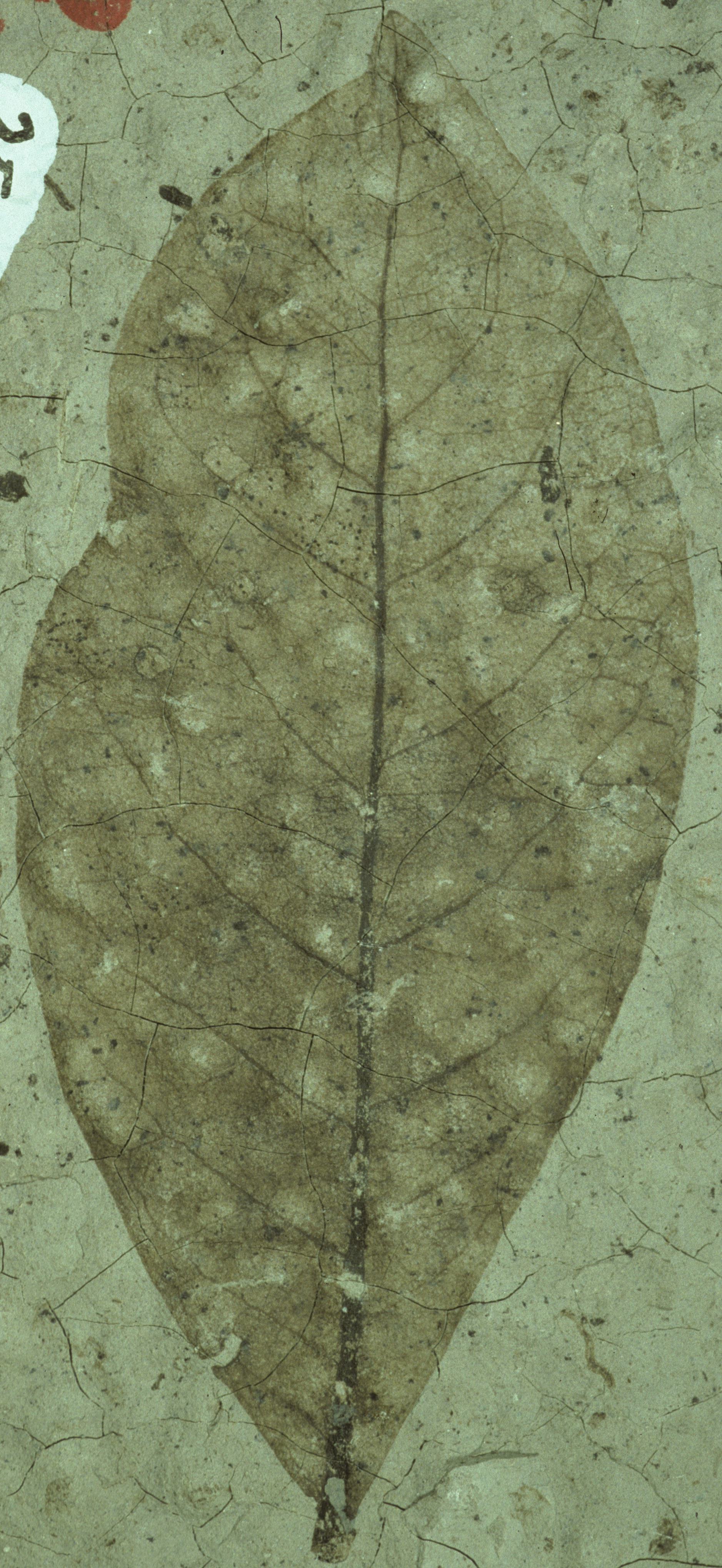 Fossil Image