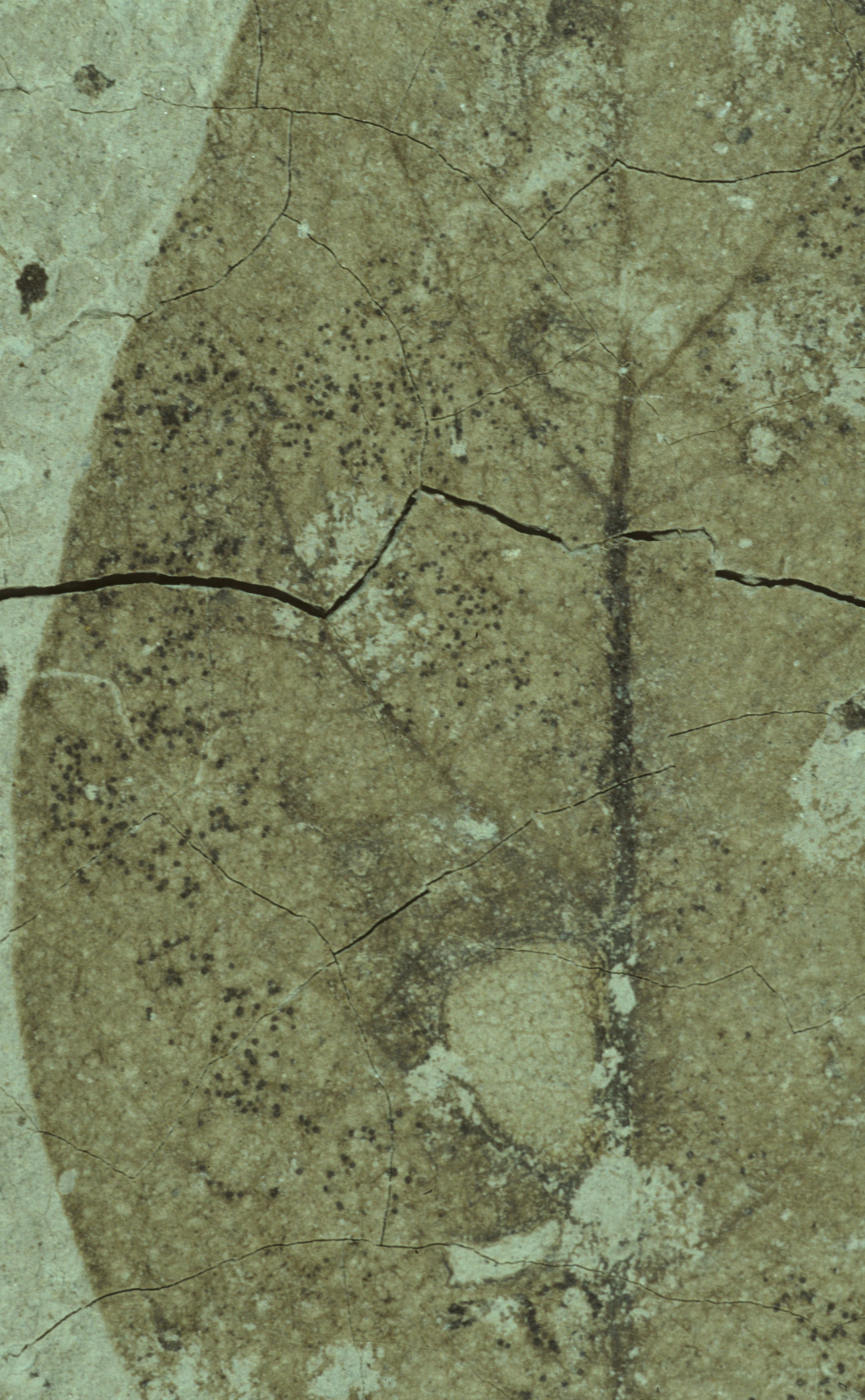 Sample 1 Image