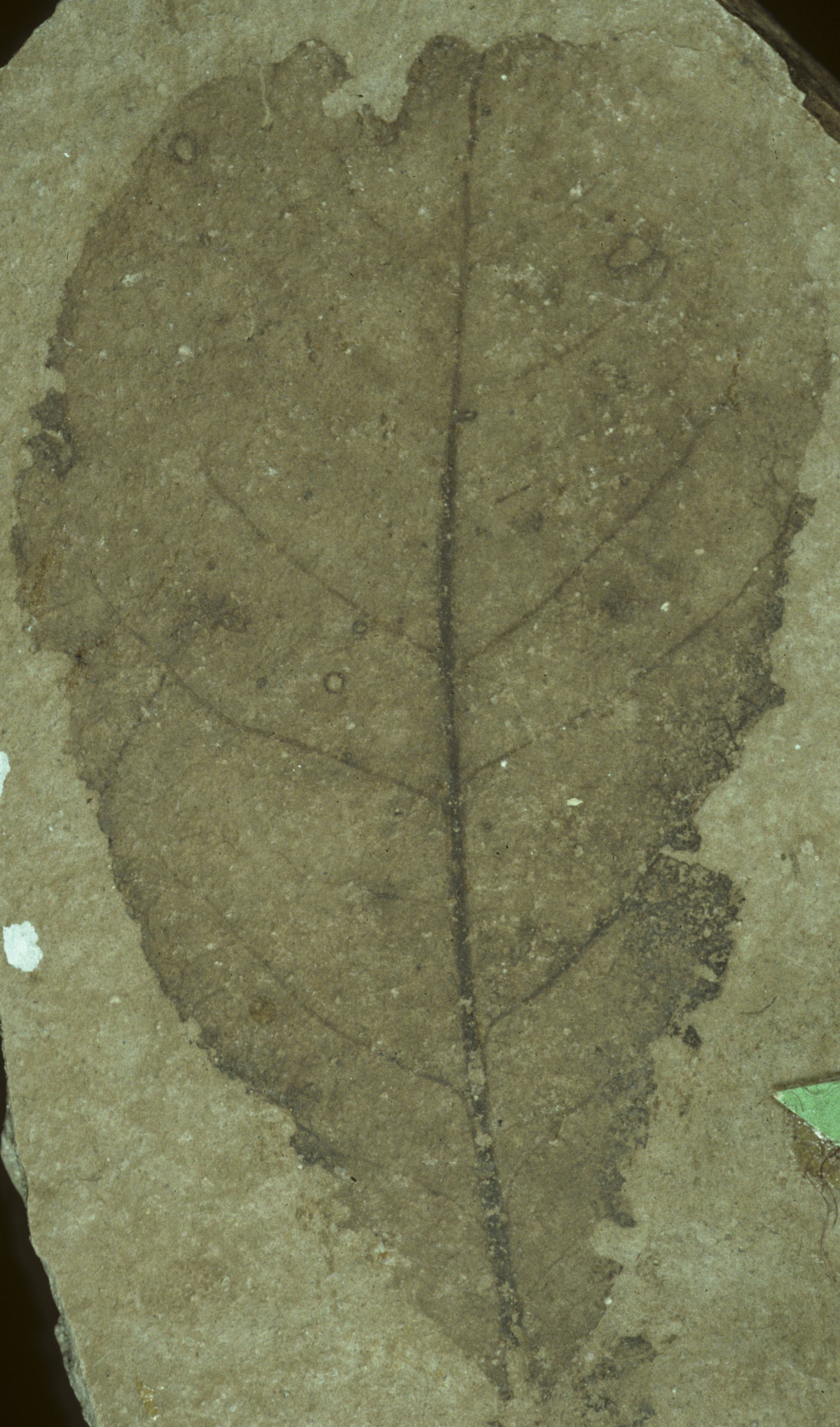 Fossil Image
