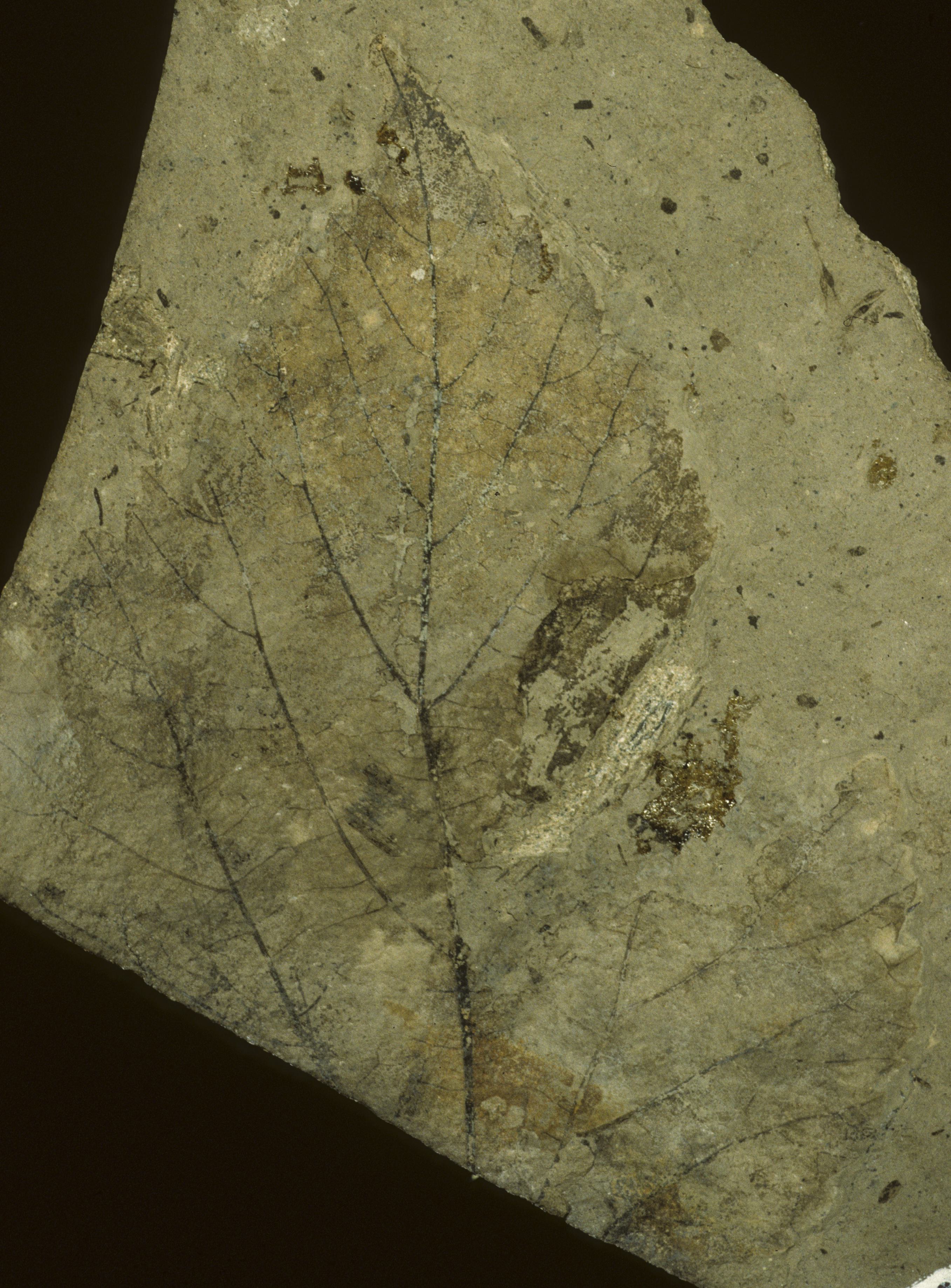 Fossil Image