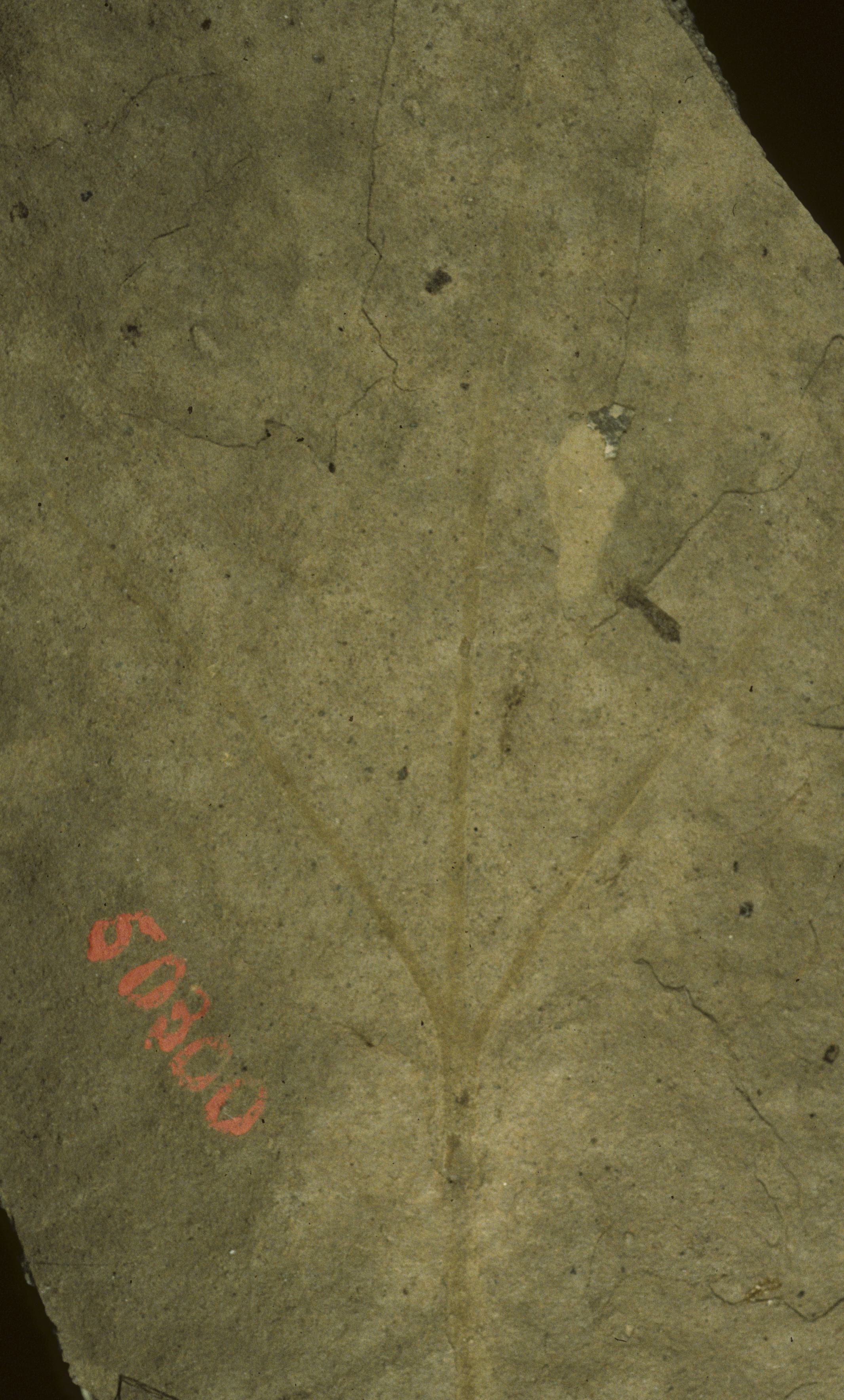 Sample 1 Image