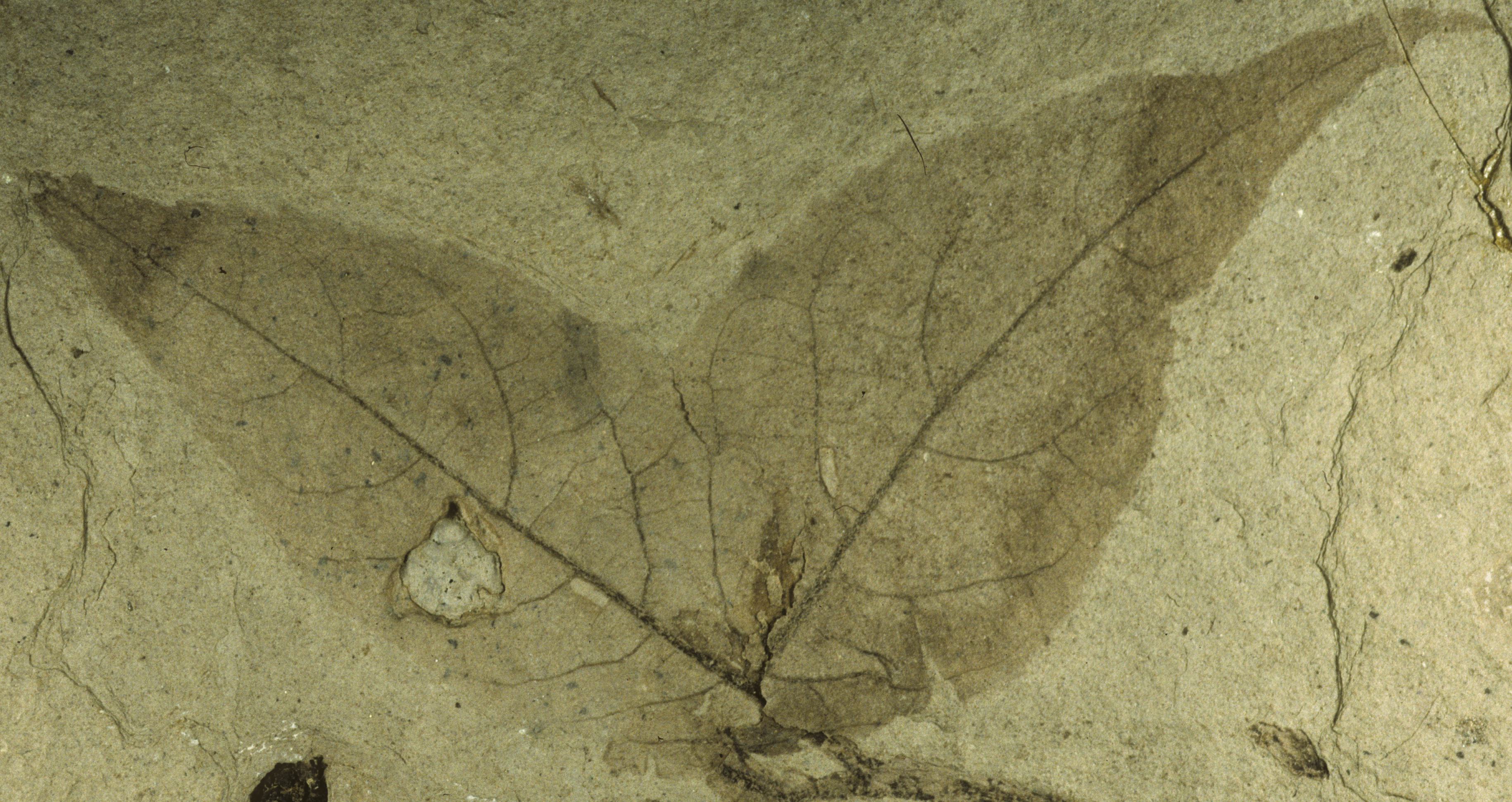 Fossil Image