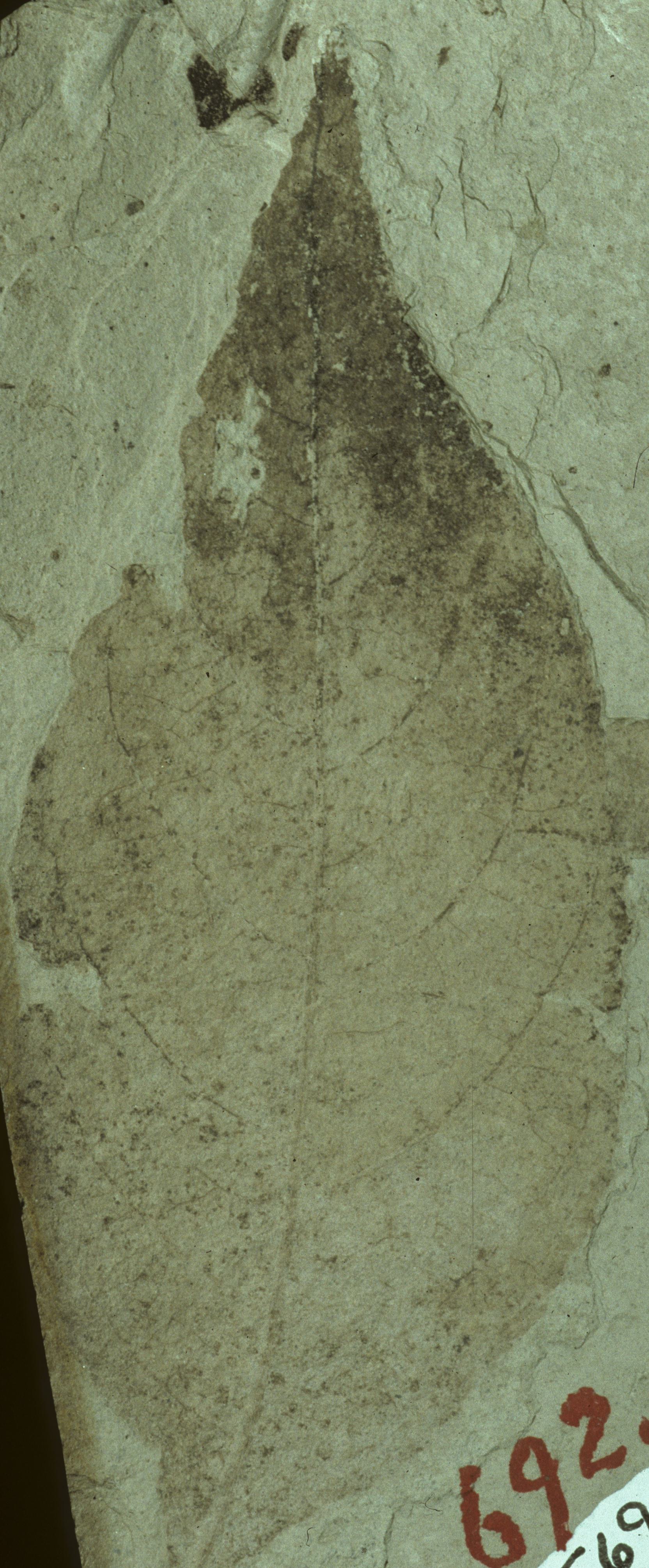 Fossil Image