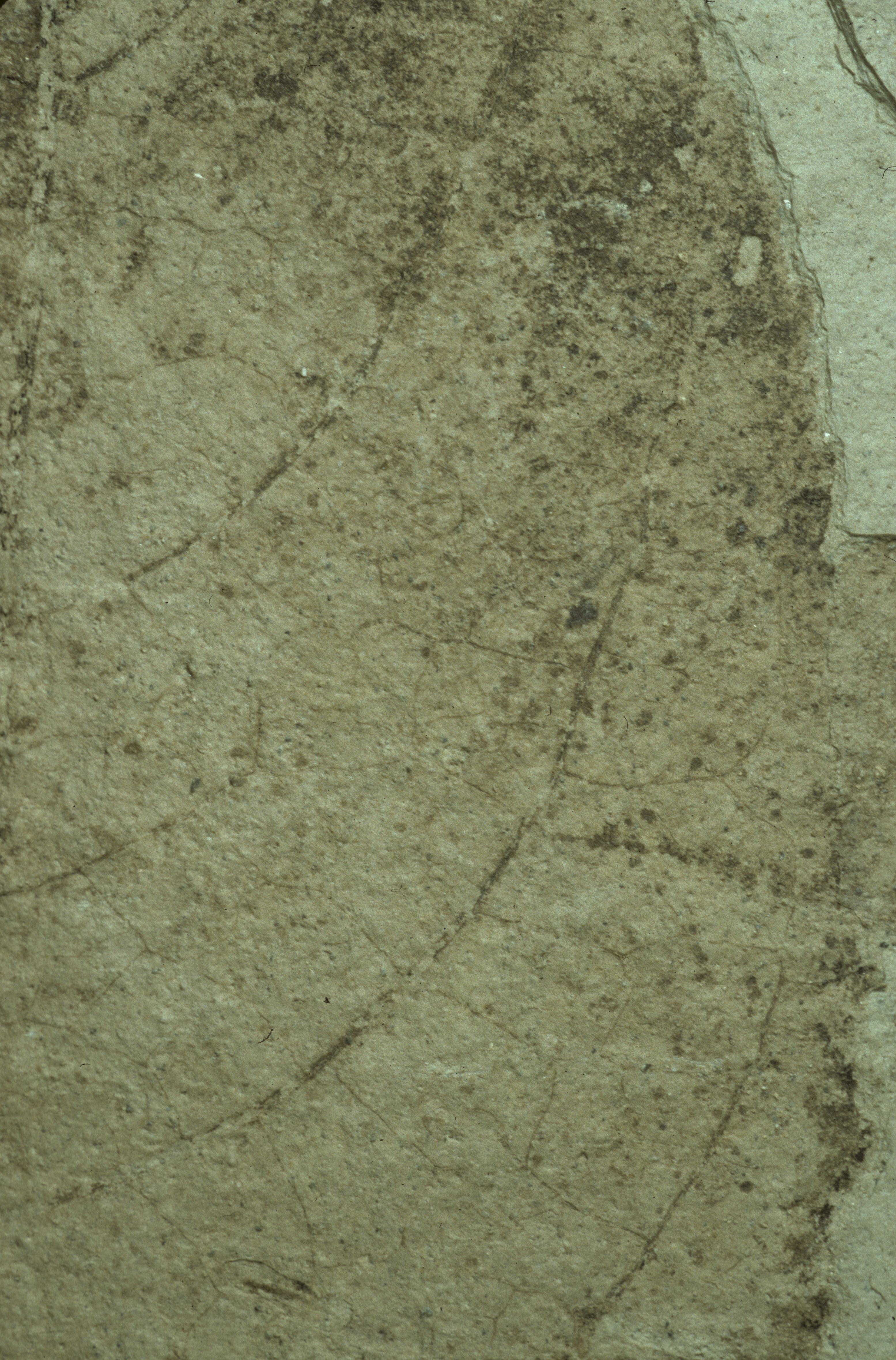 Sample 1 Image