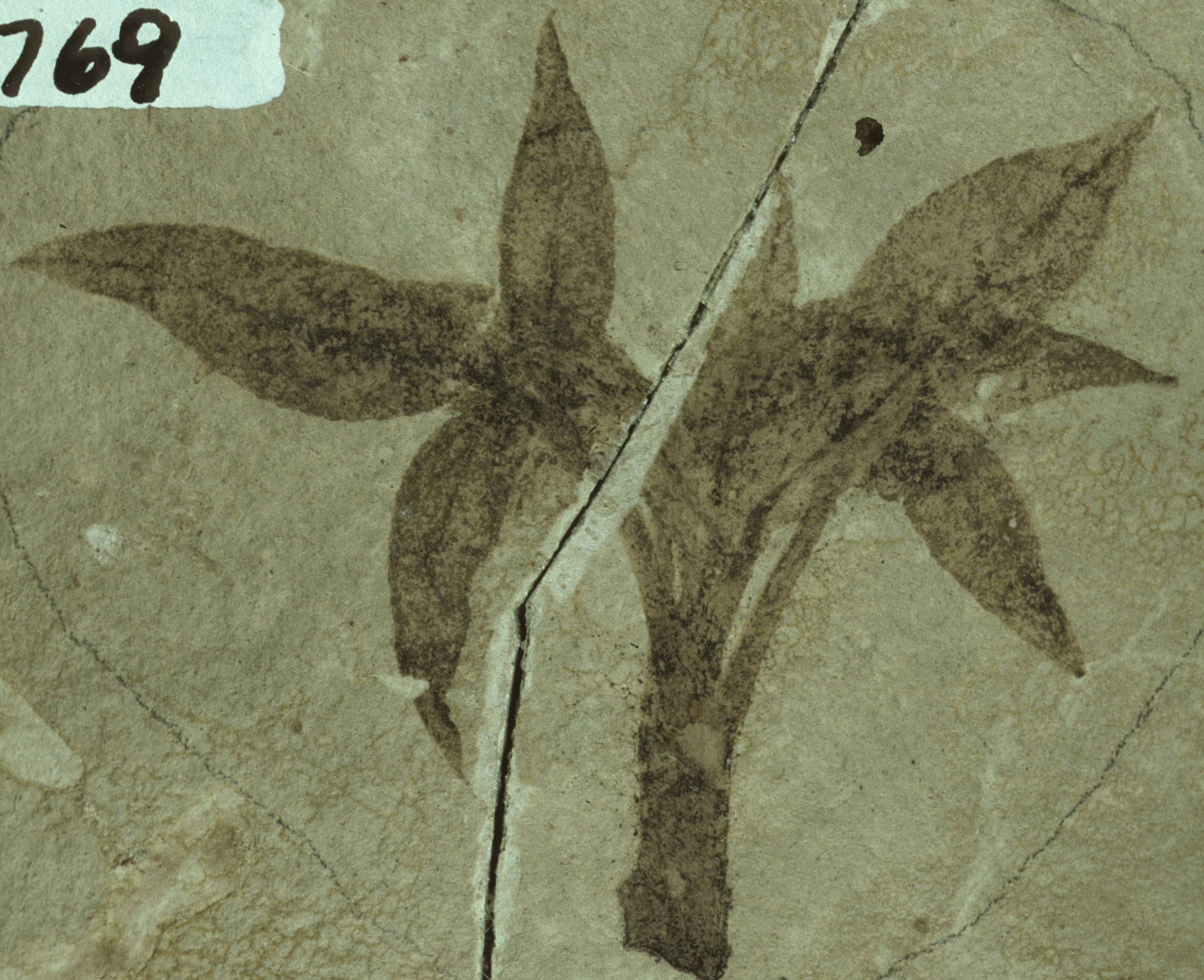 Fossil Image