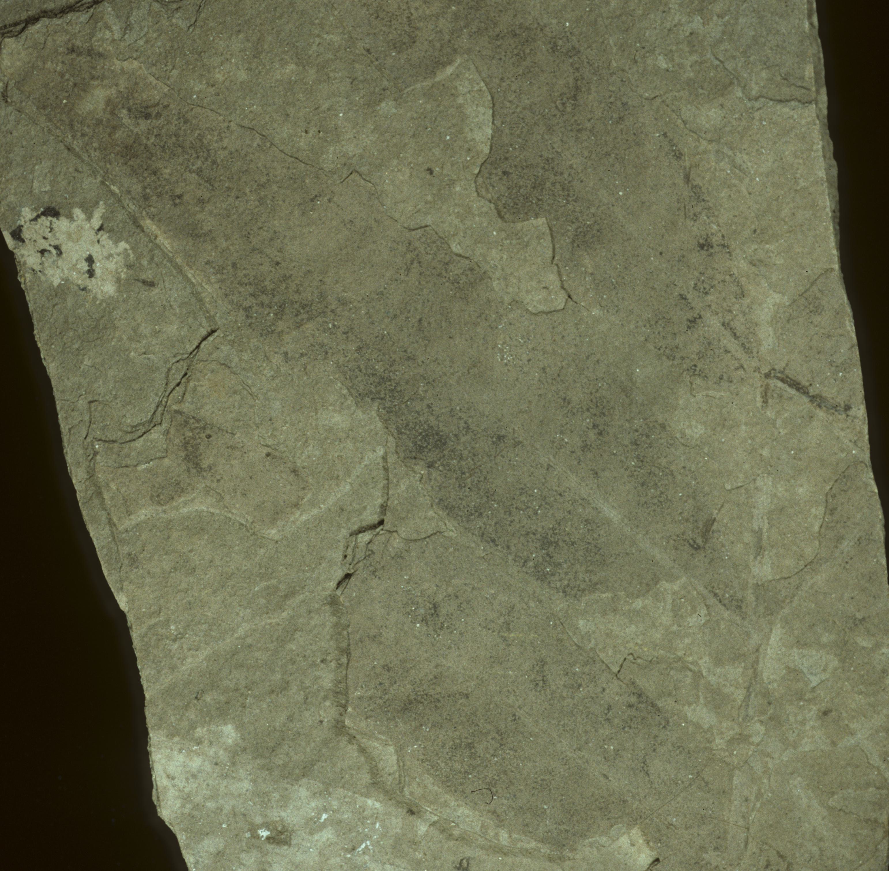 Fossil Image