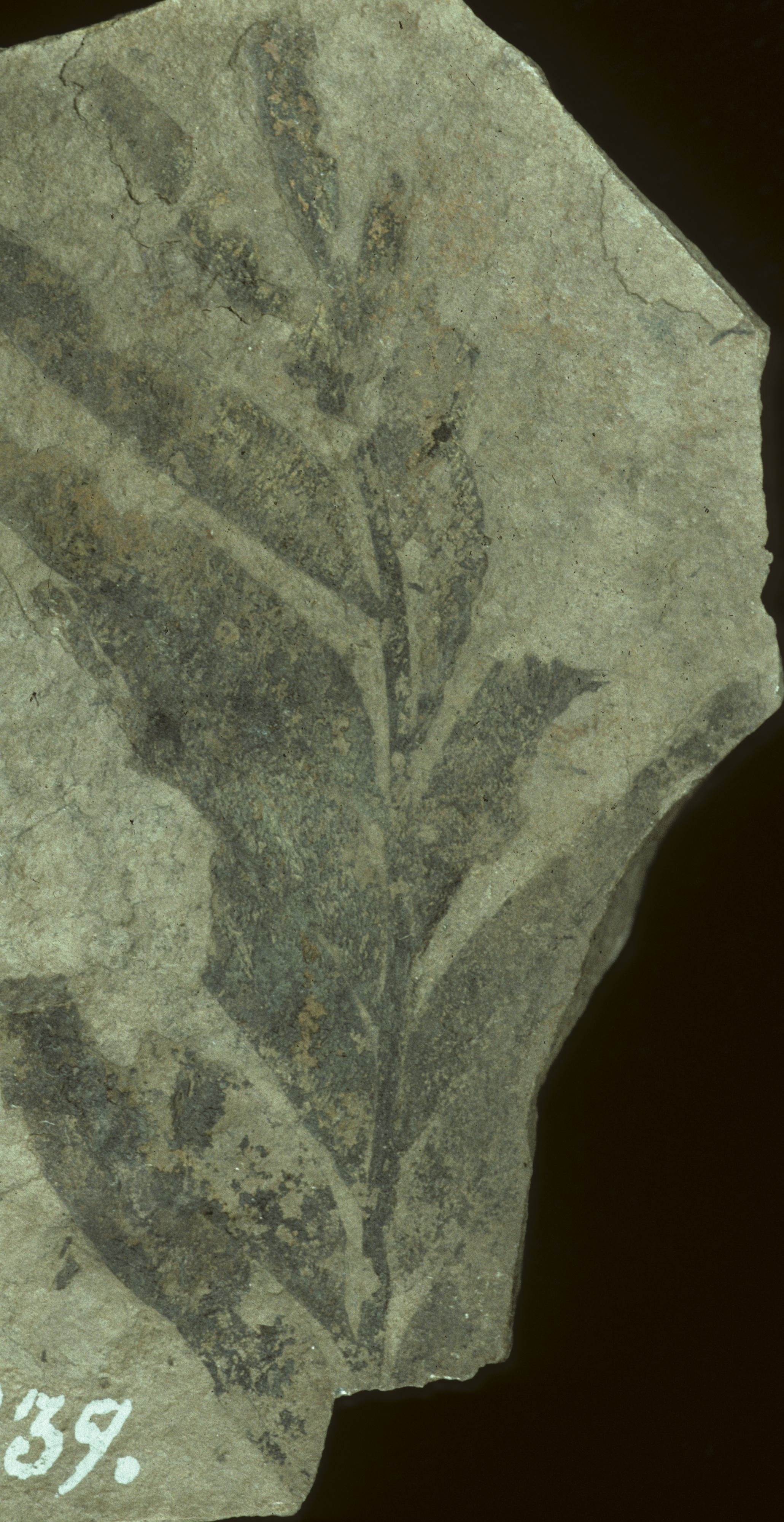 Fossil Image