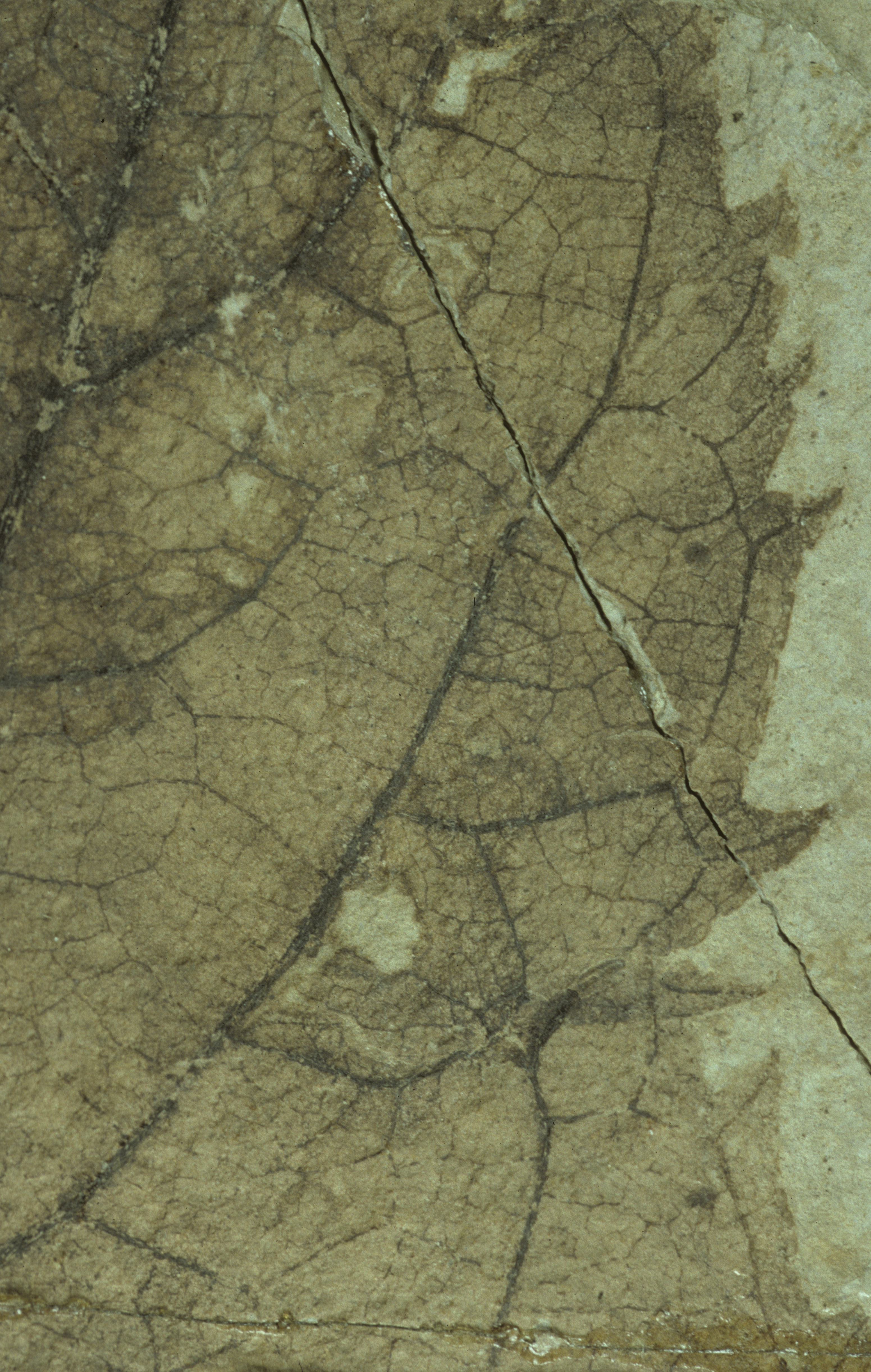 Sample 1 Image
