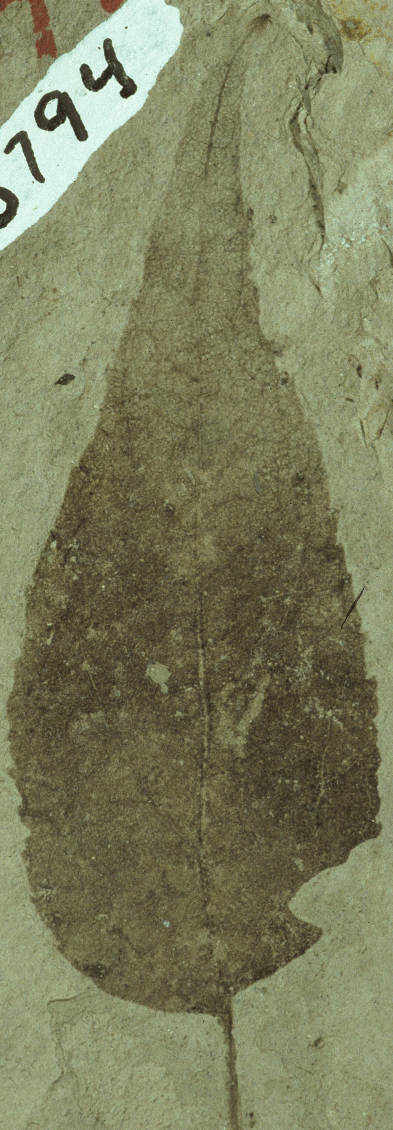 Fossil Image