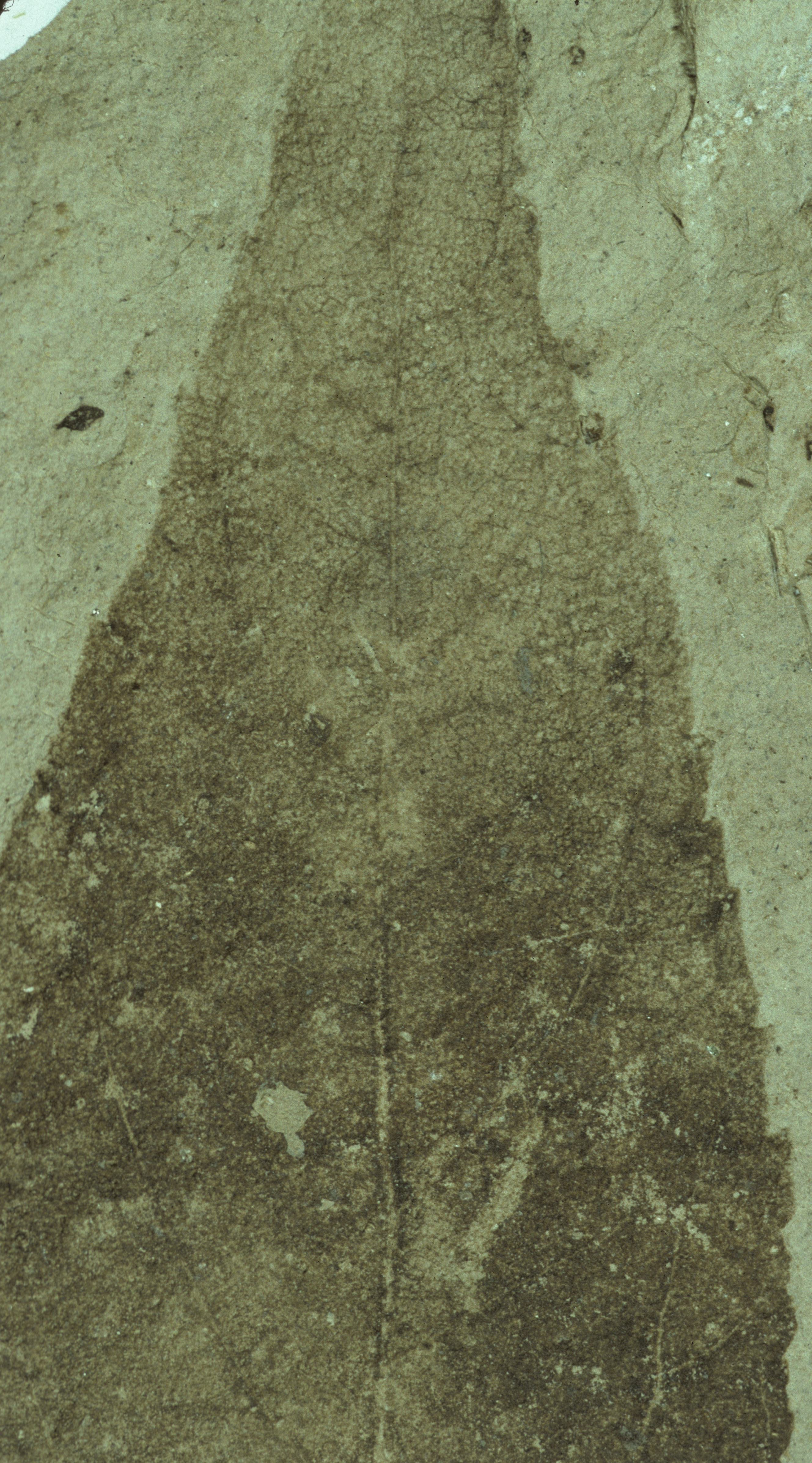 Sample 1 Image