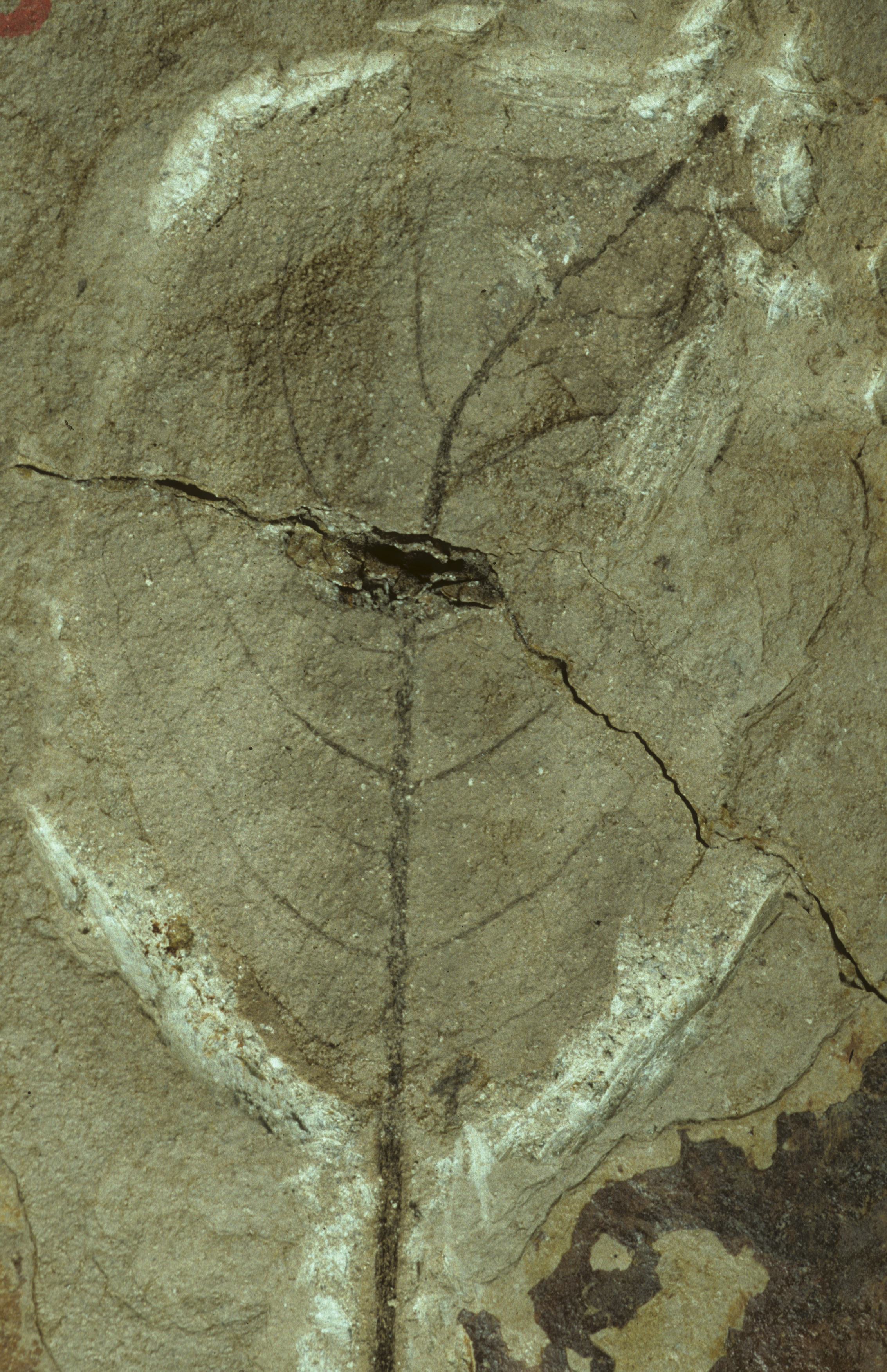 Fossil Image
