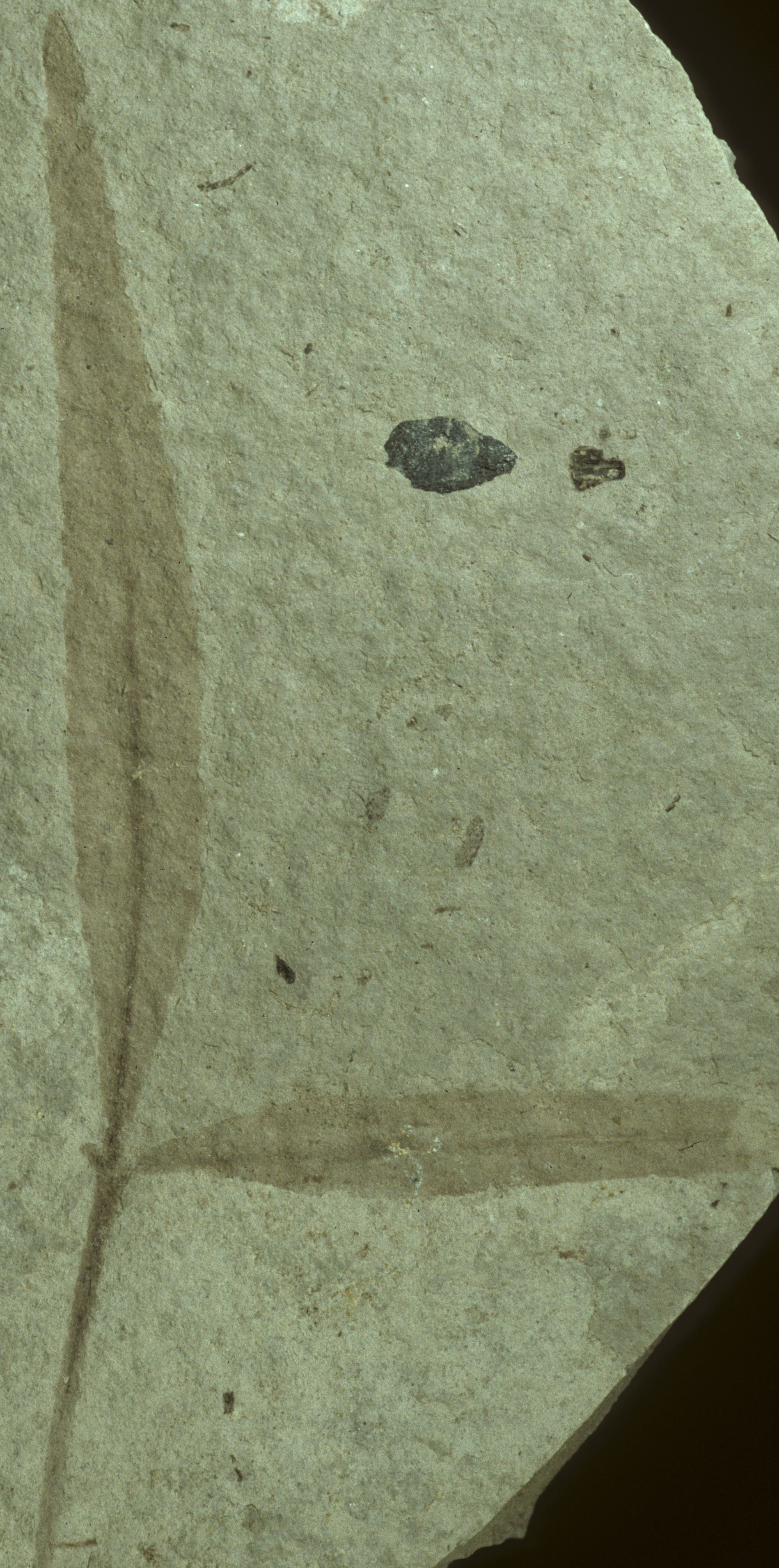 Fossil Image