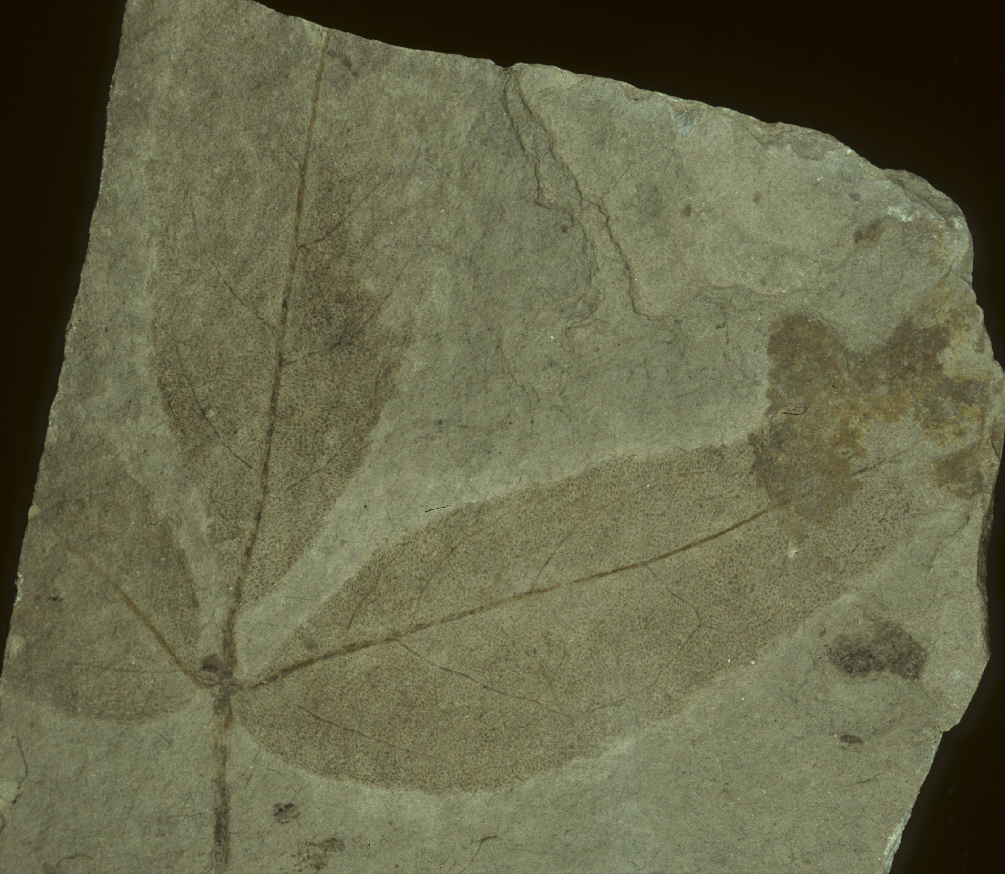 Fossil Image