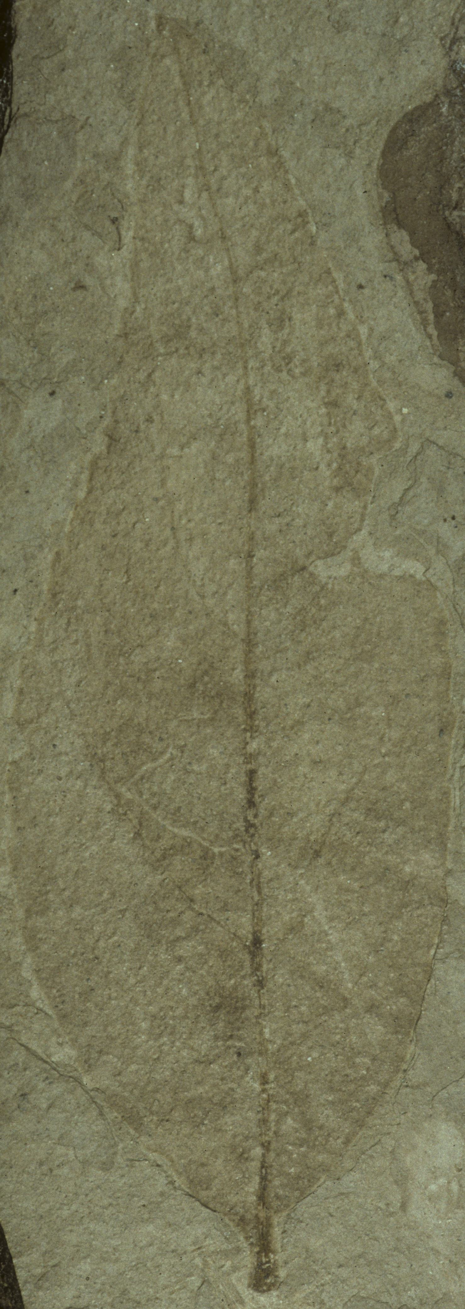 Fossil Image