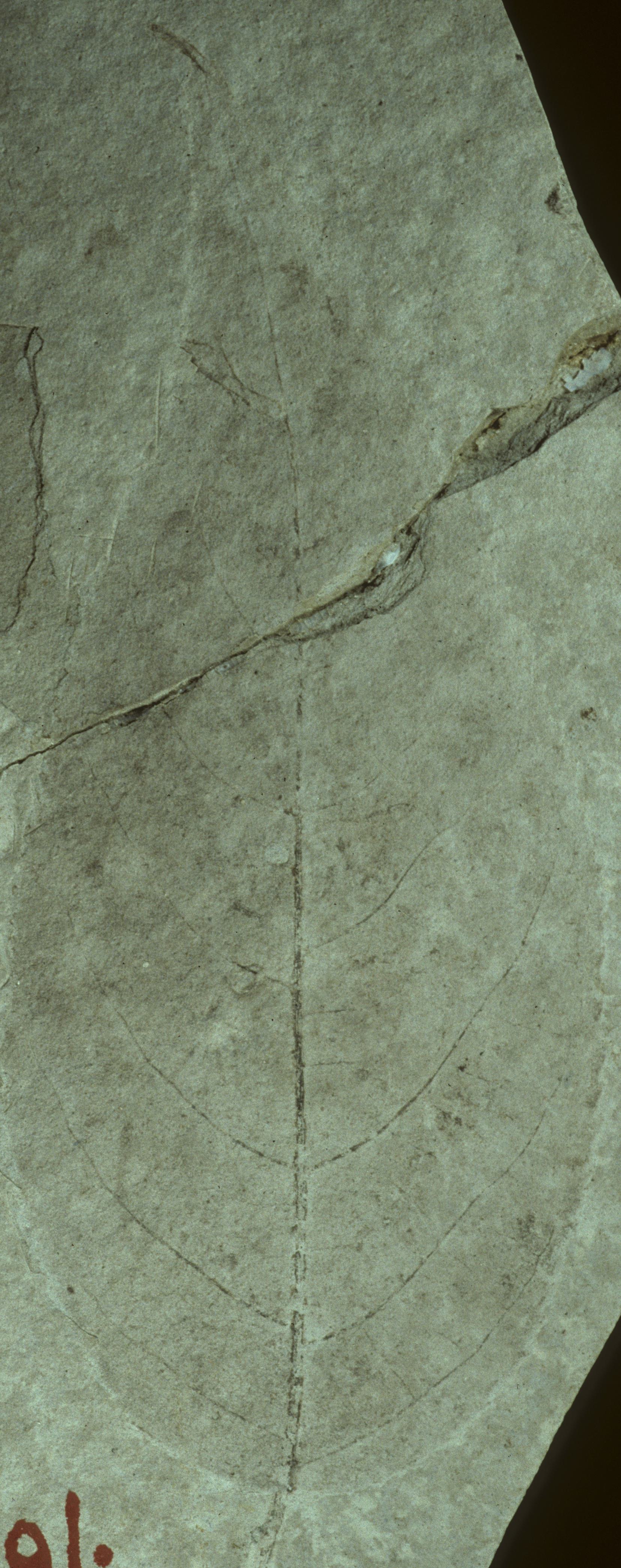 Fossil Image