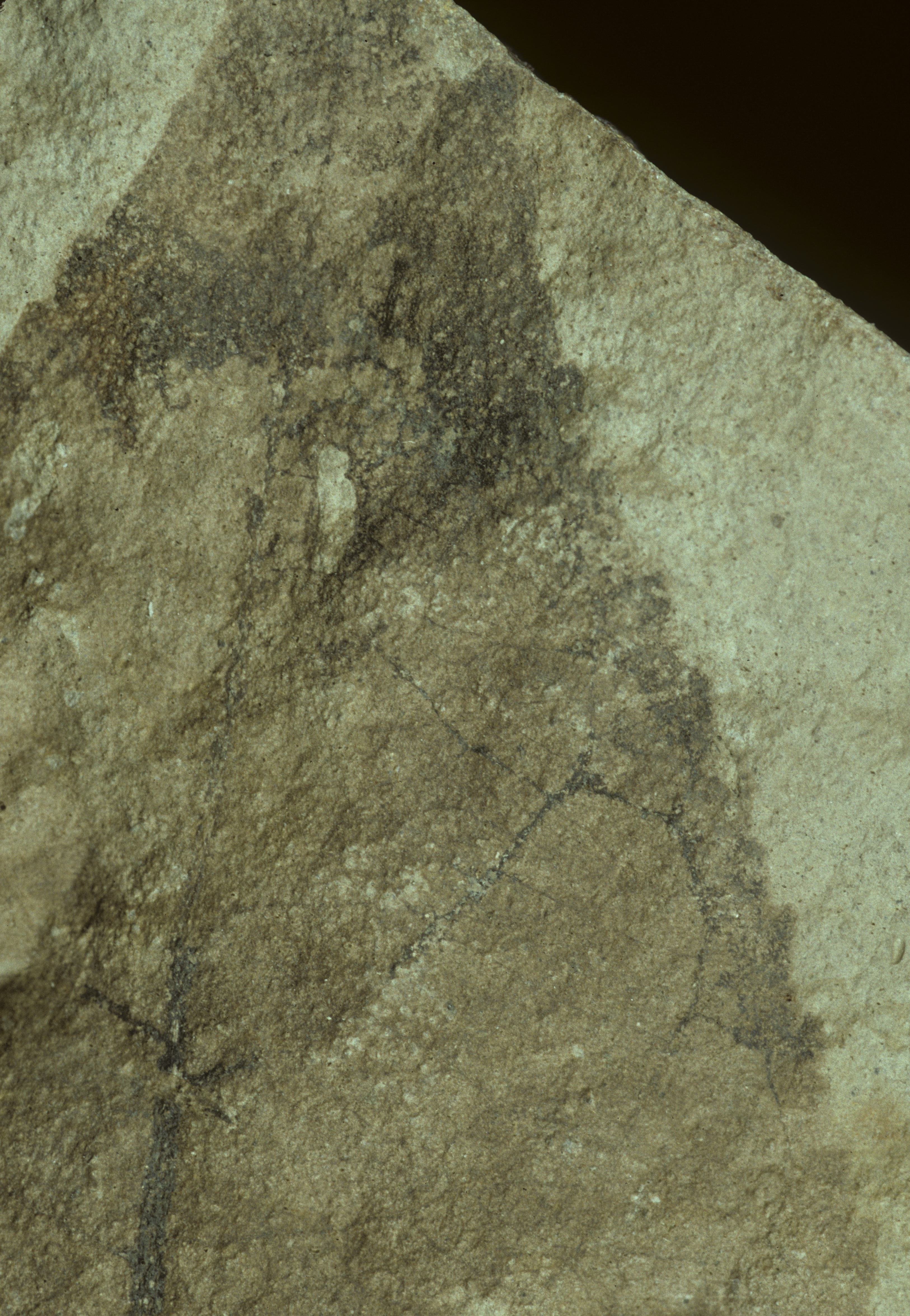 Sample 1 Image