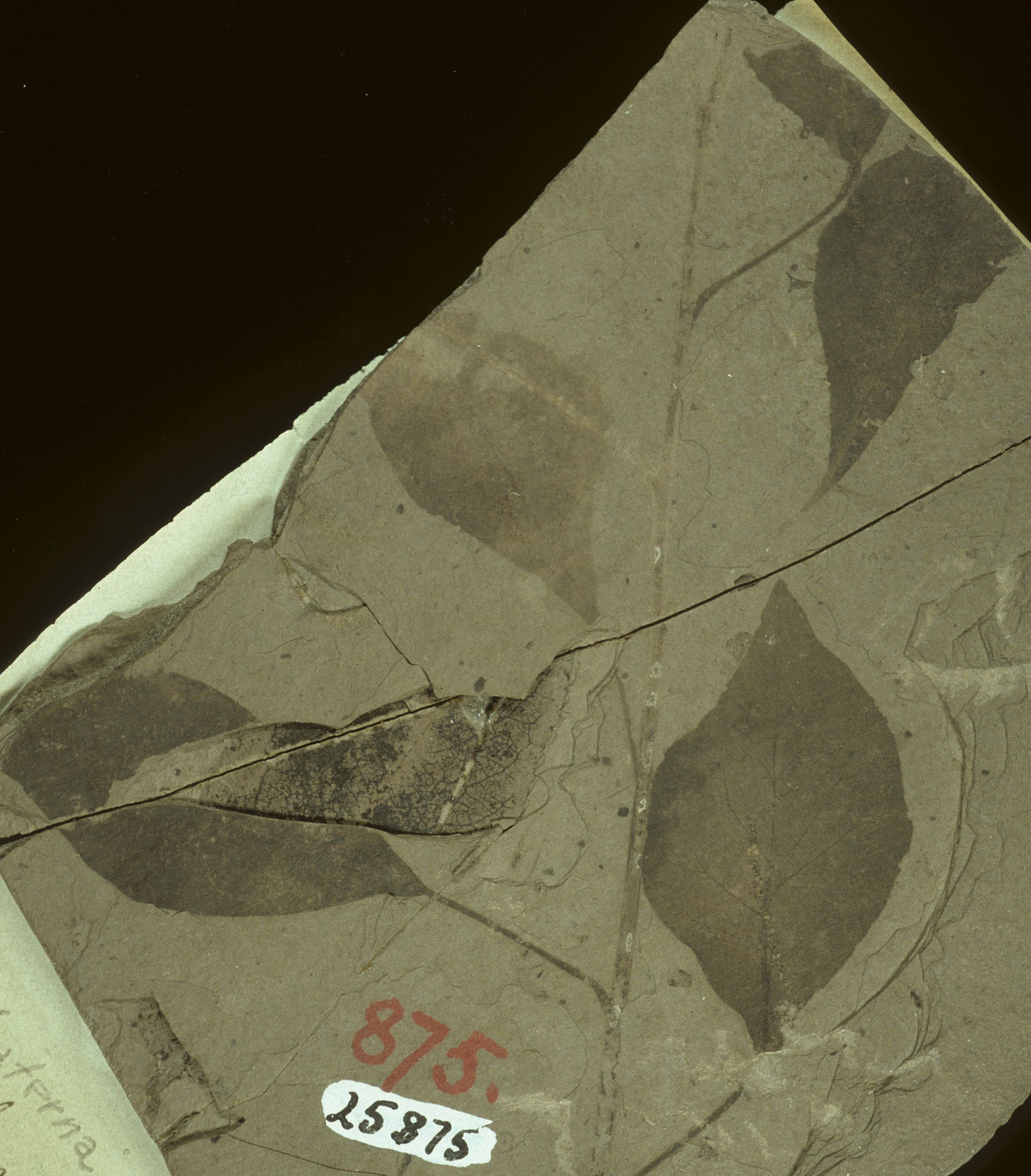 Fossil Image