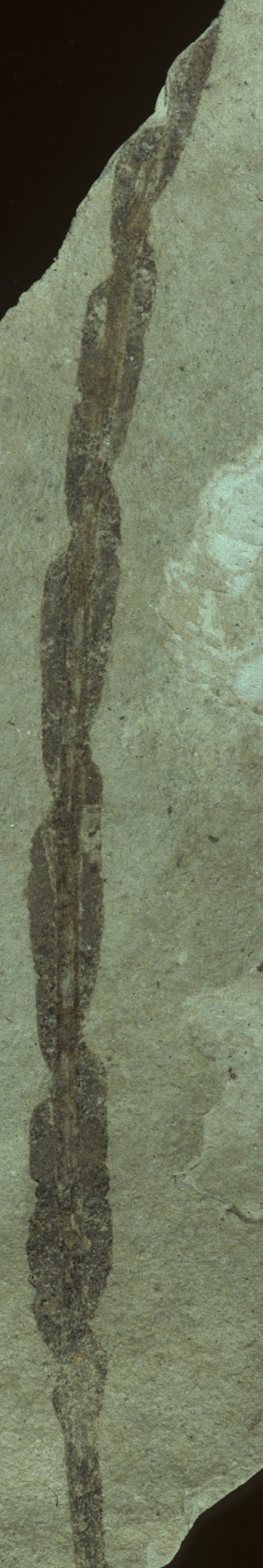 Sample 1 Image