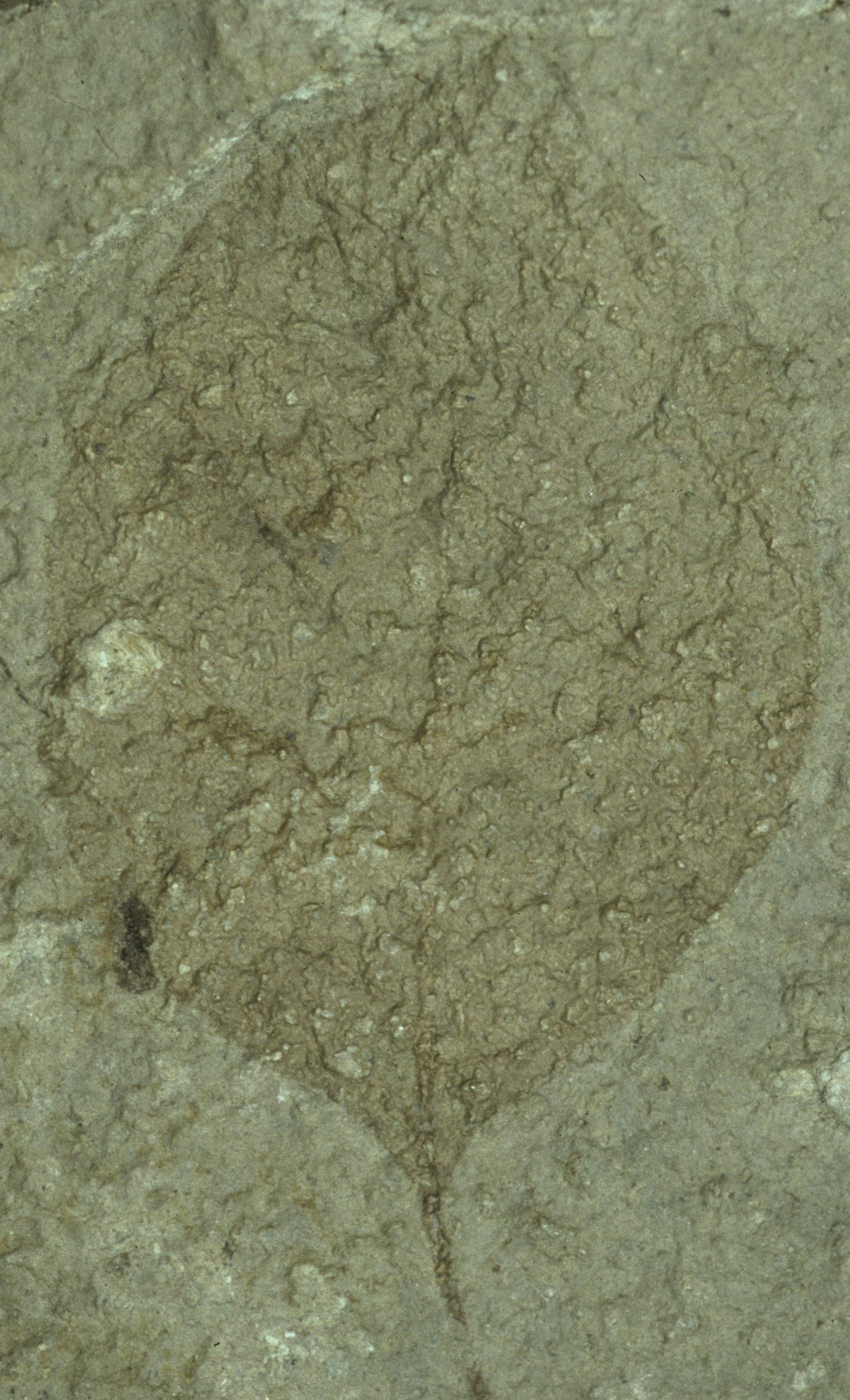 Sample 1 Image