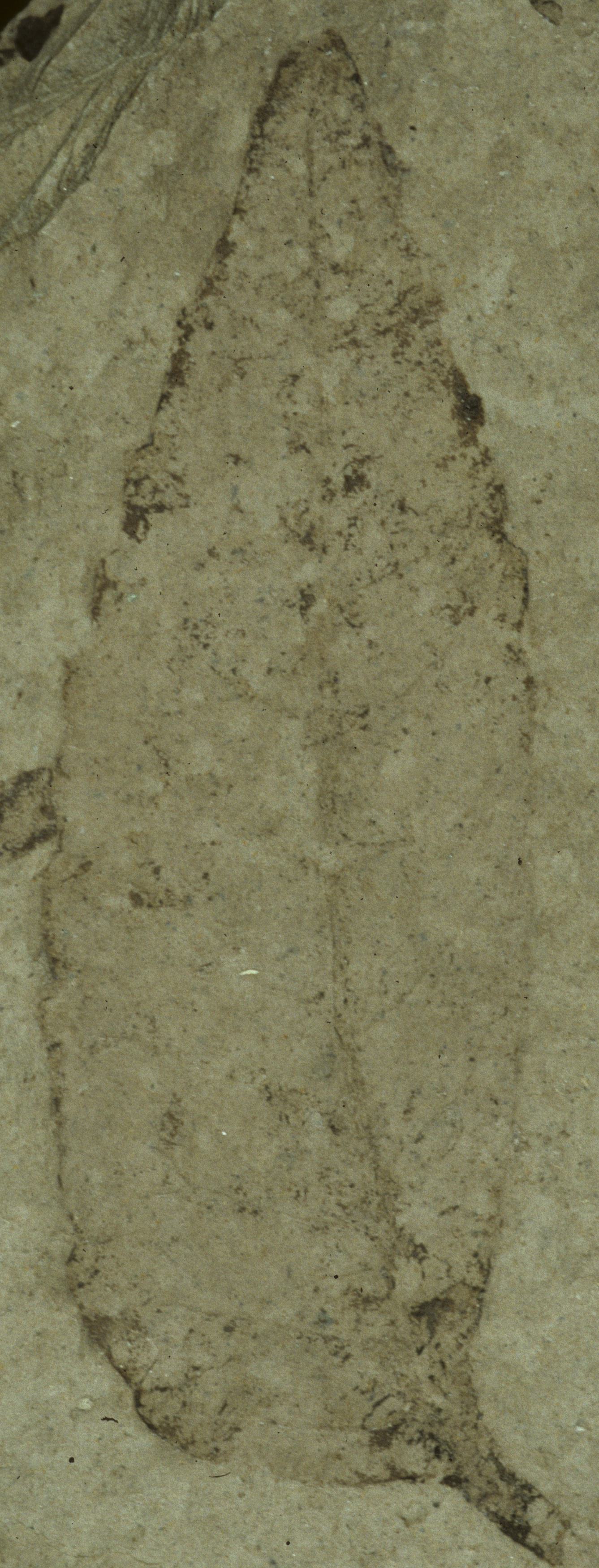 Fossil Image
