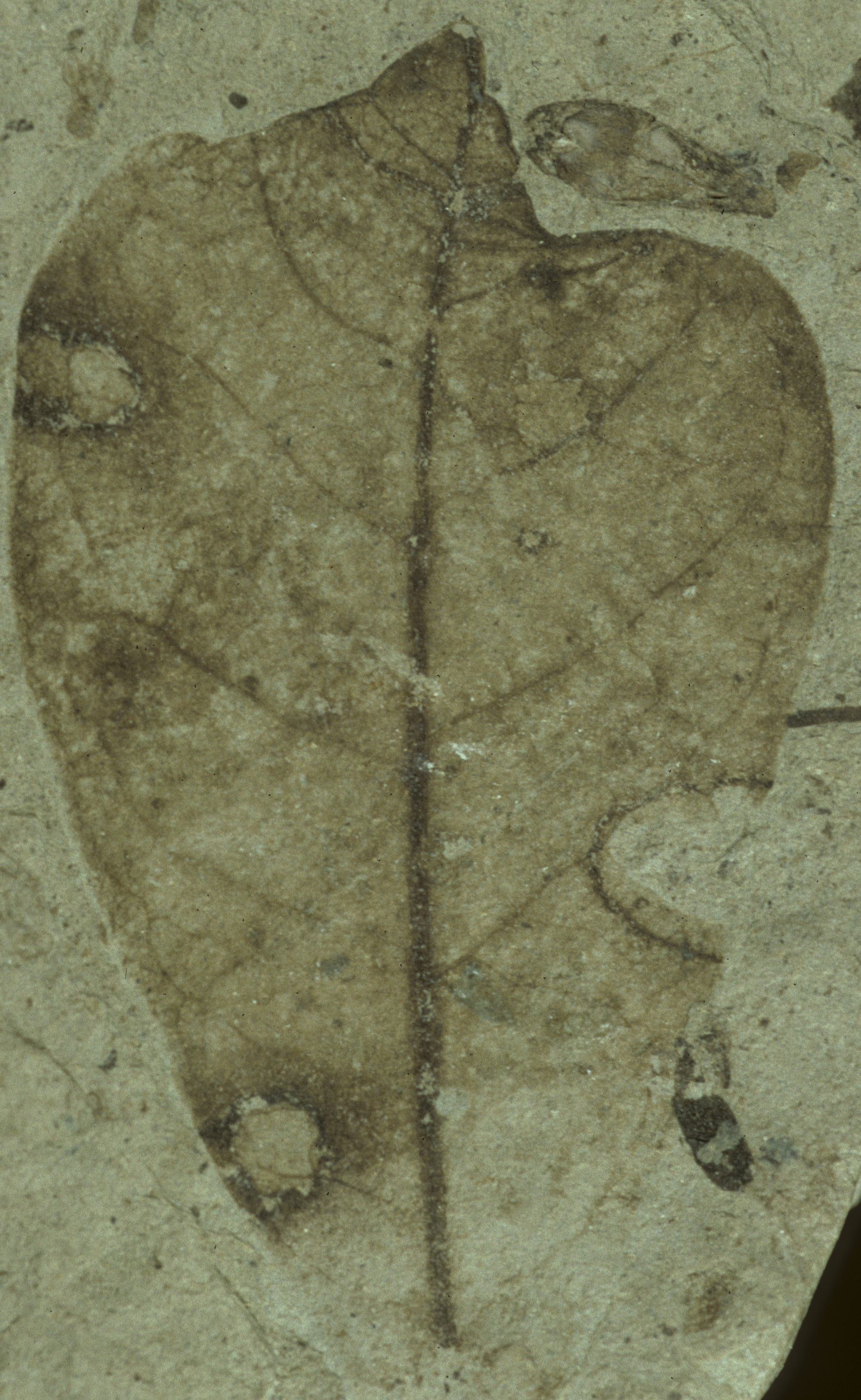 Sample 1 Image
