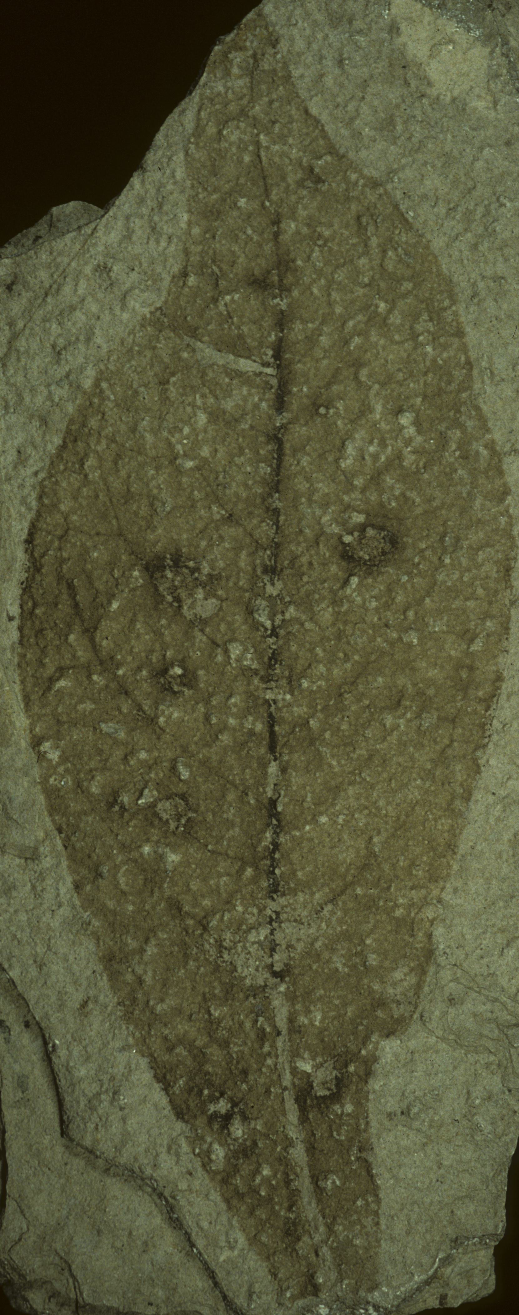 Fossil Image