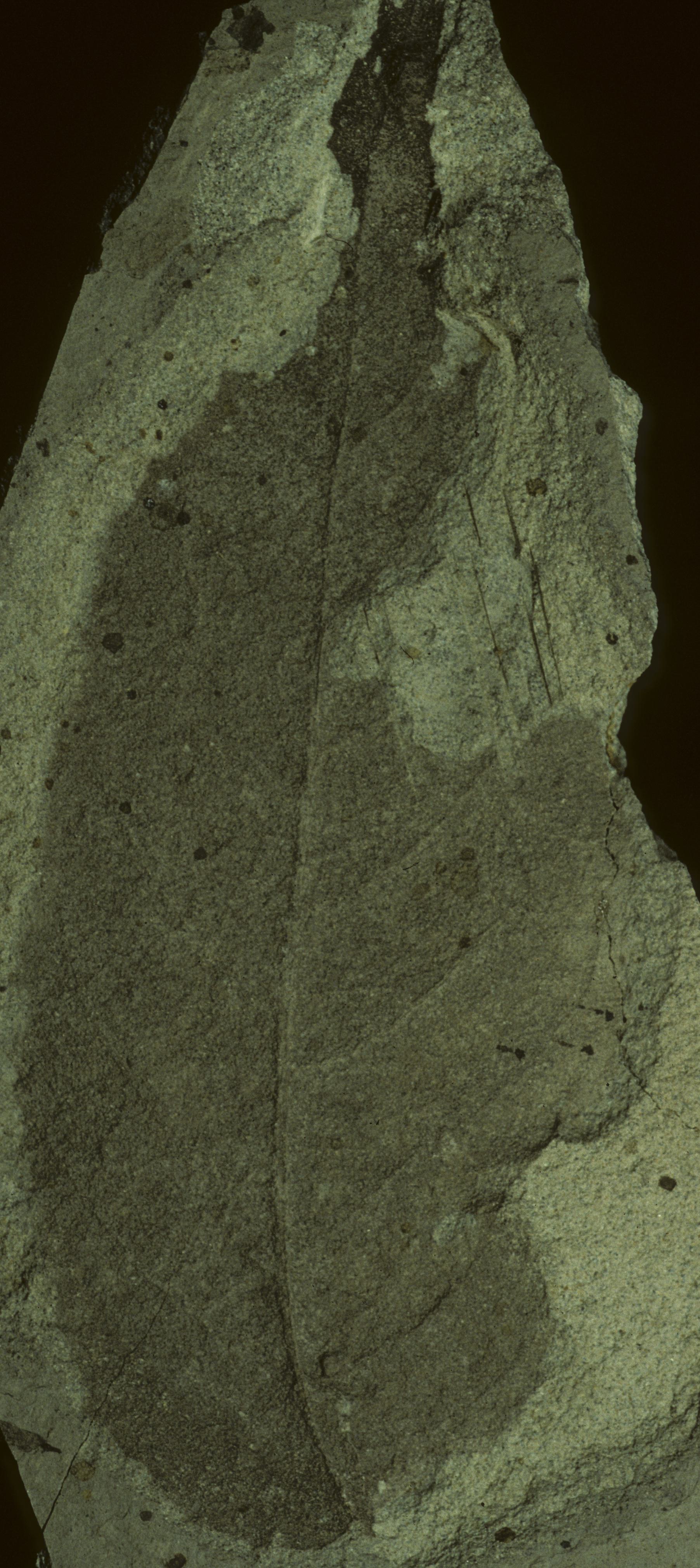 Fossil Image